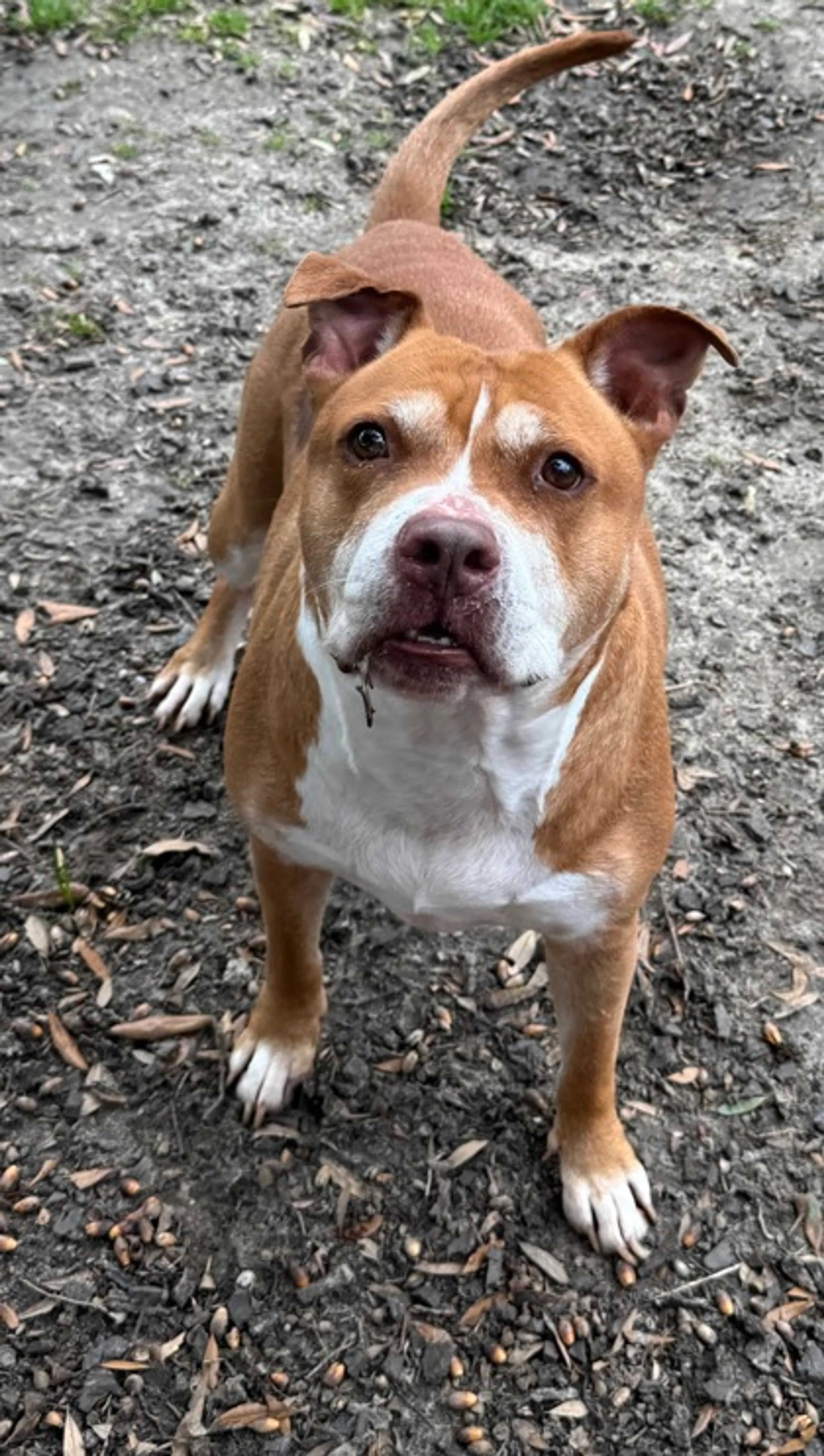 Found pet-1