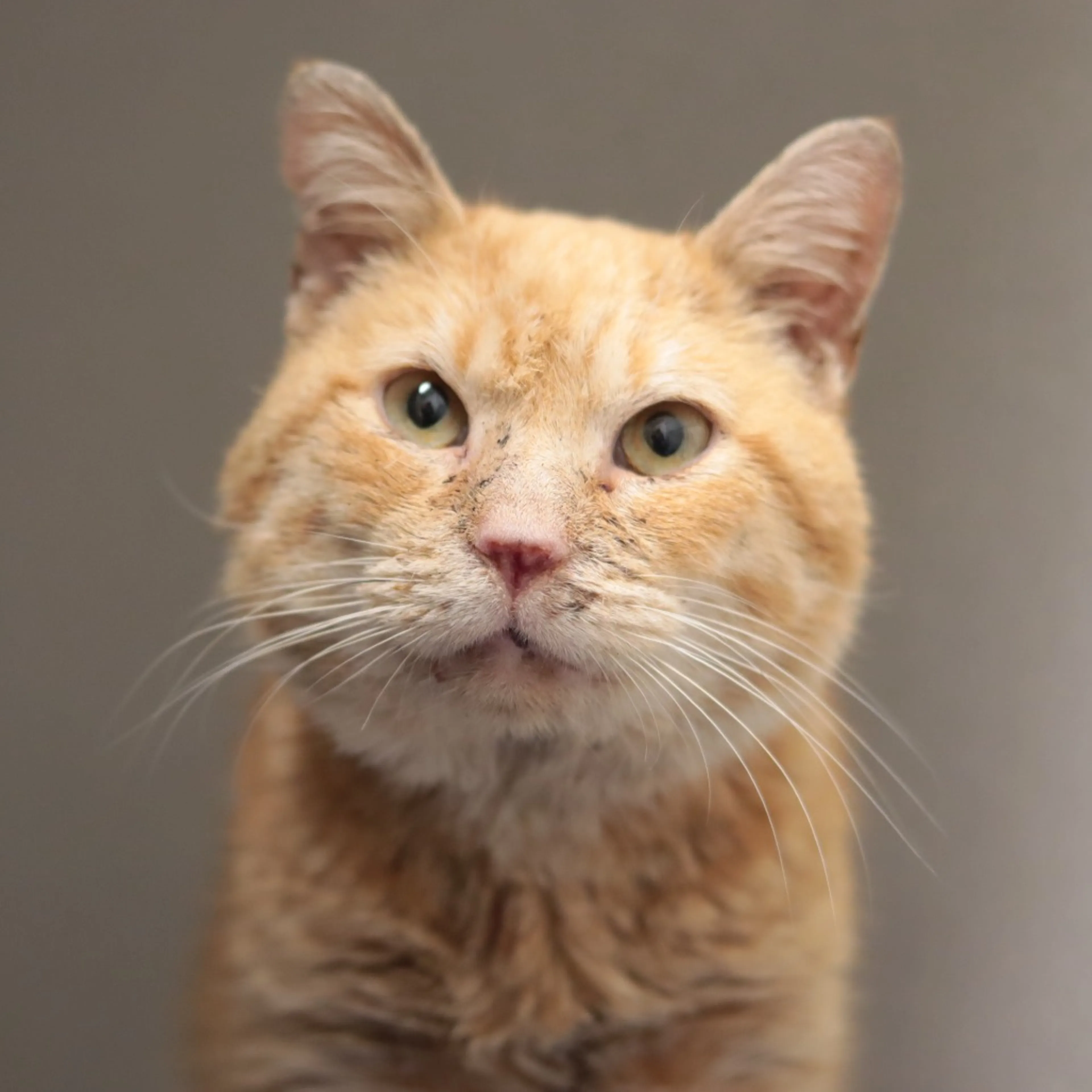 Found pet-8