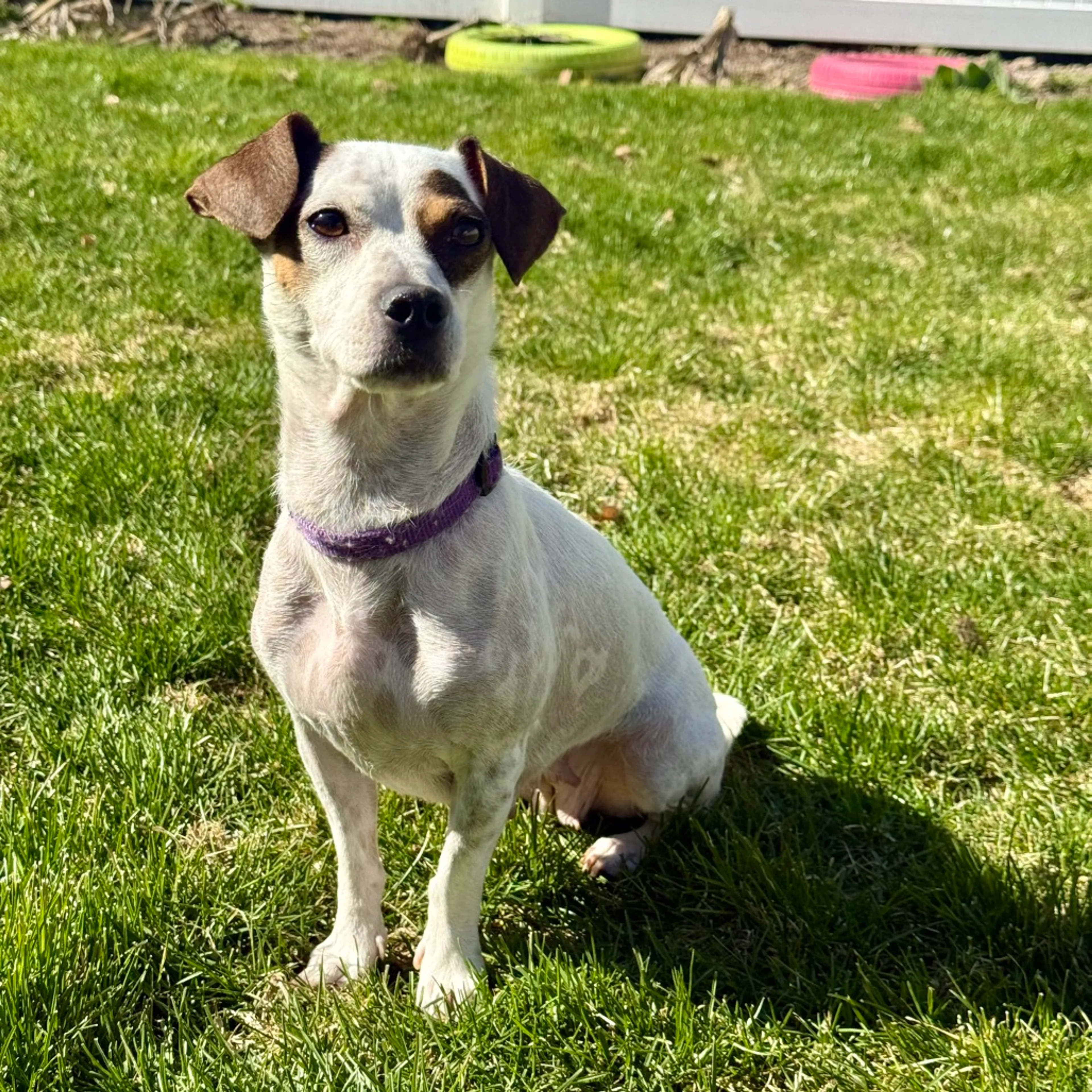 Found pet-2
