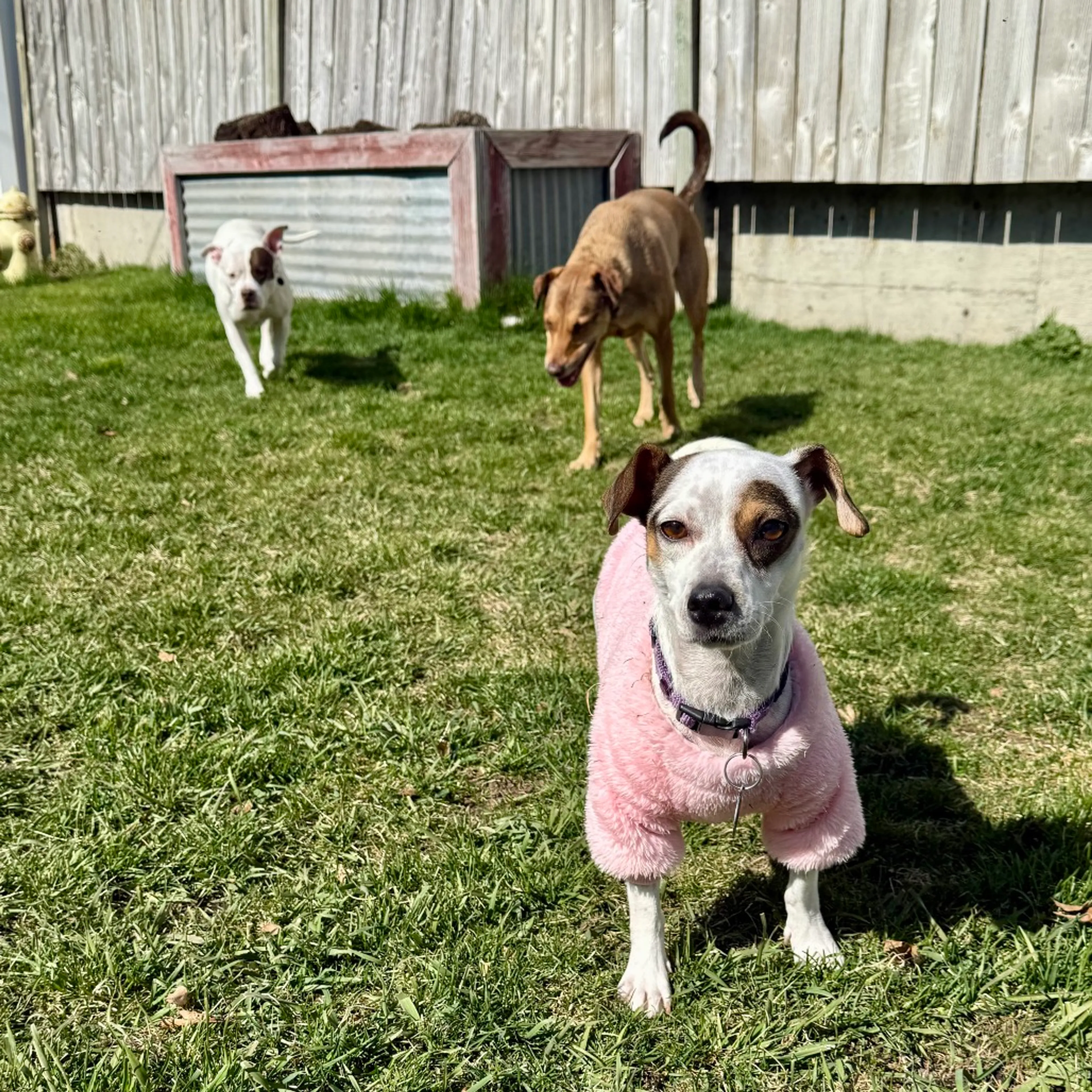 Found pet-3