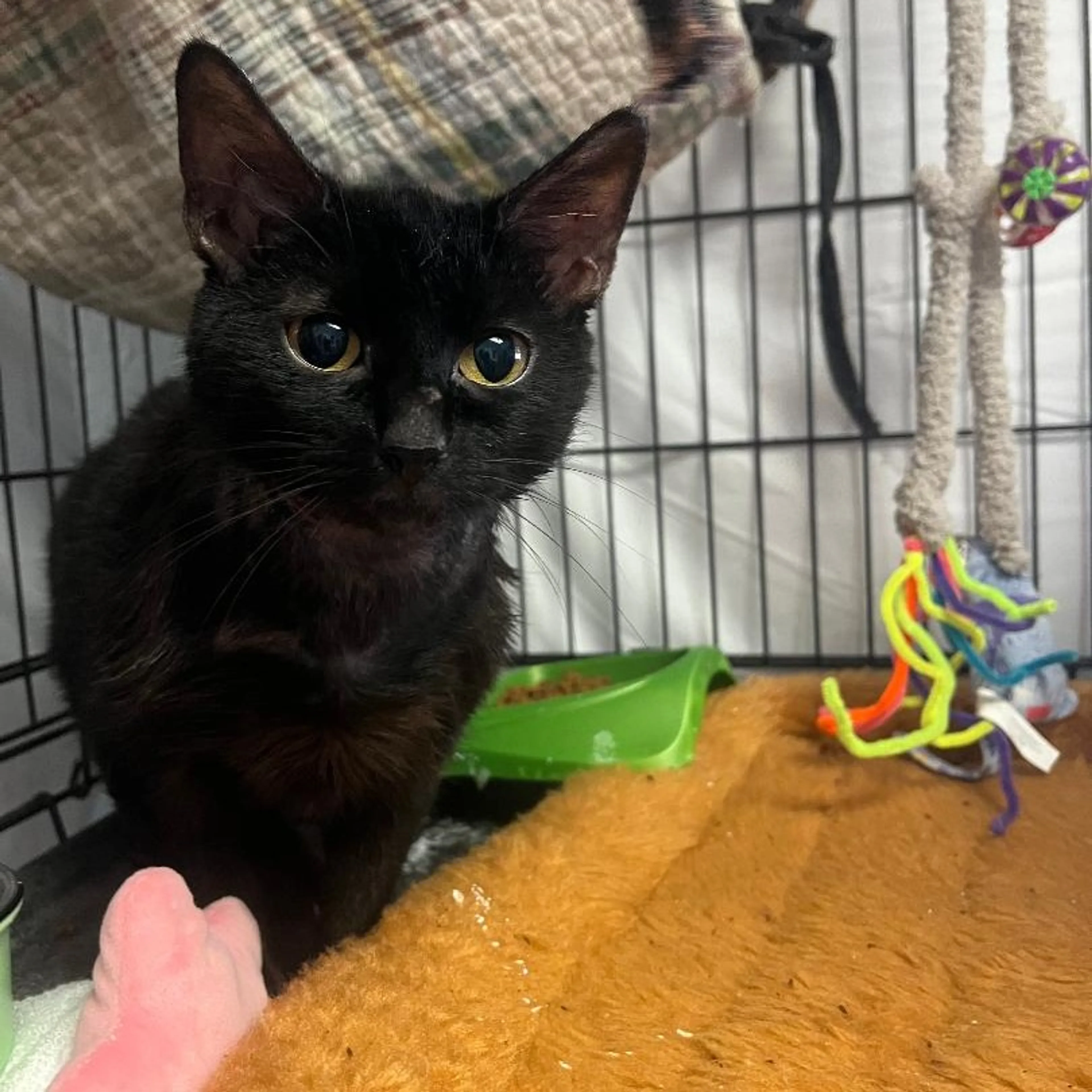 Found pet-0