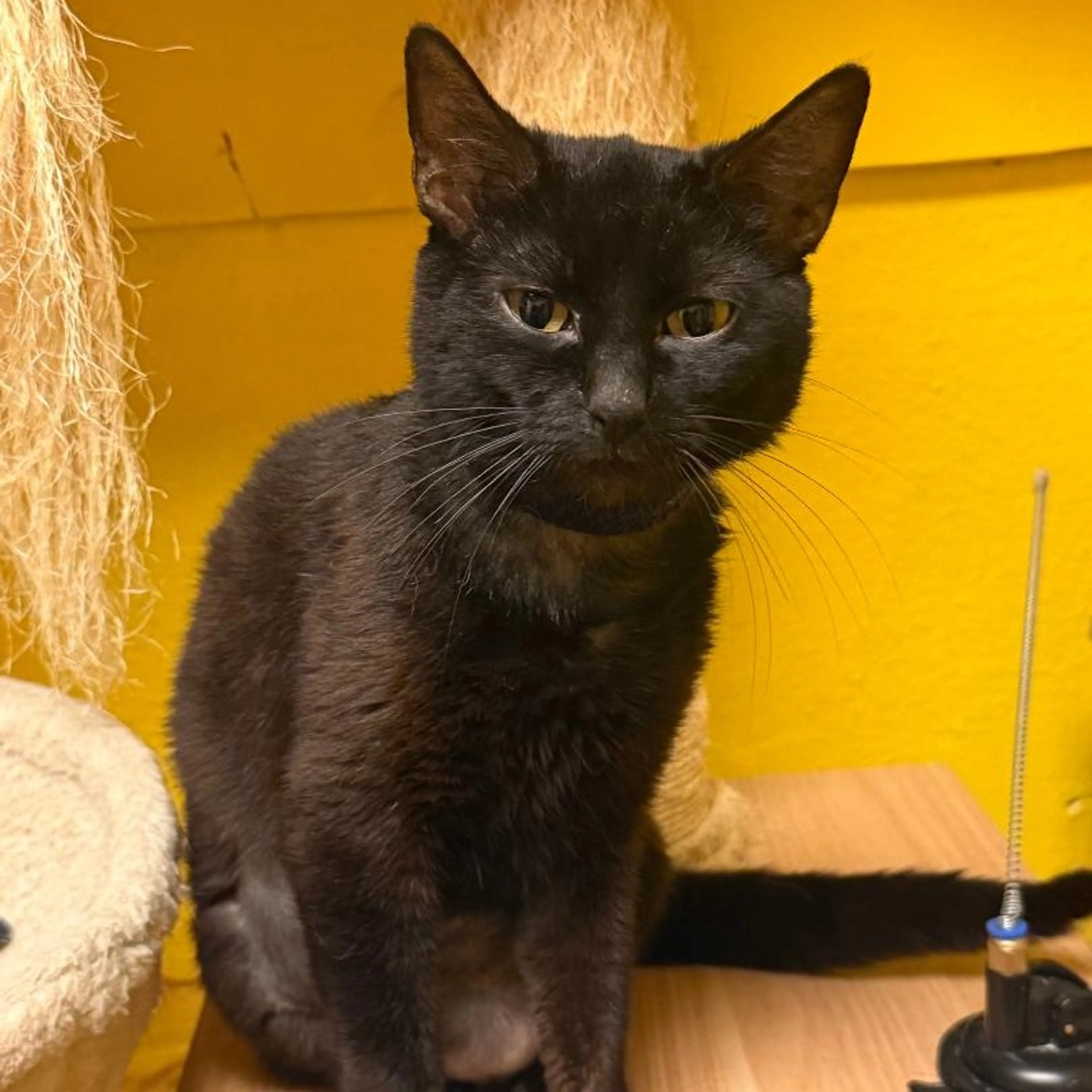 Found pet-1
