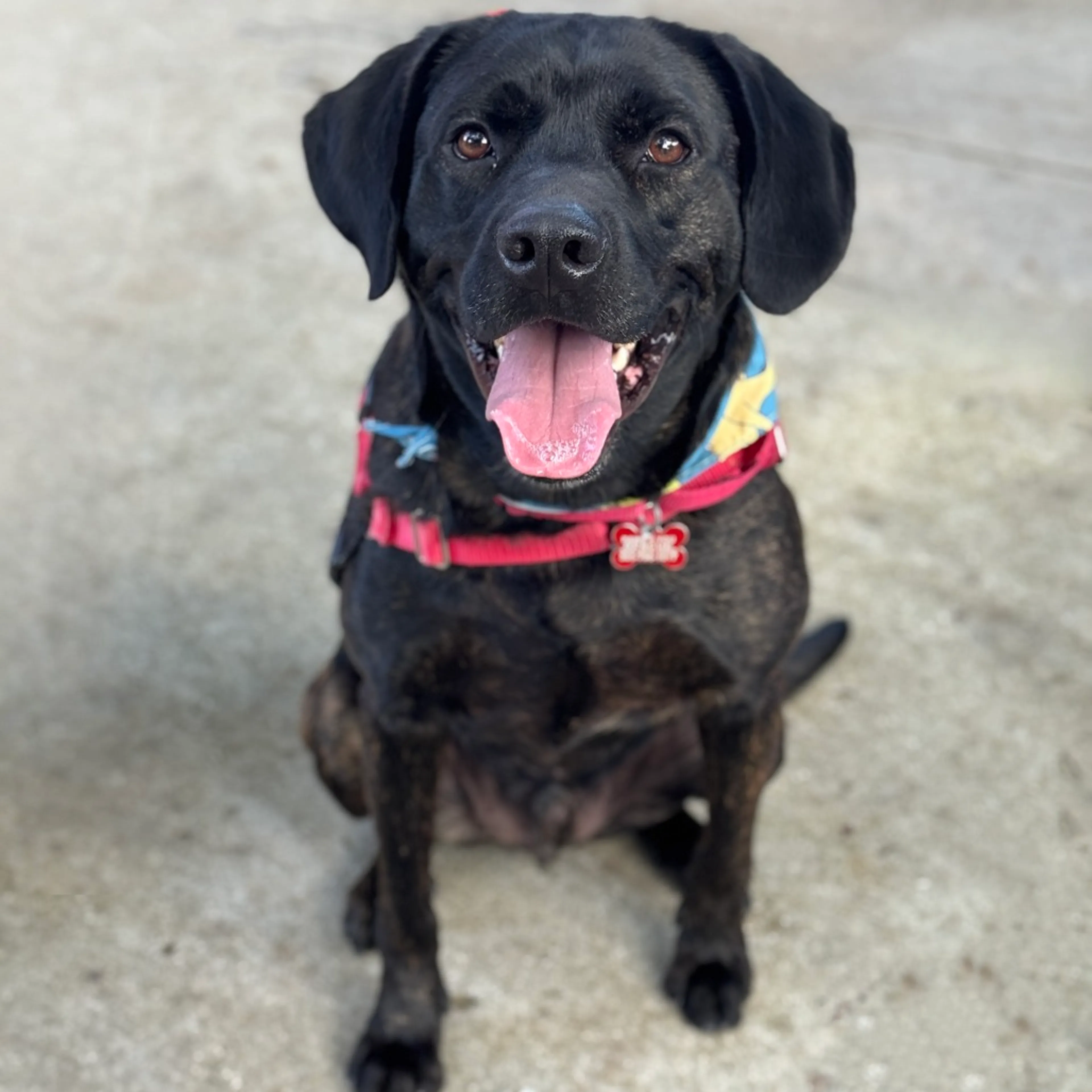 Found pet-8