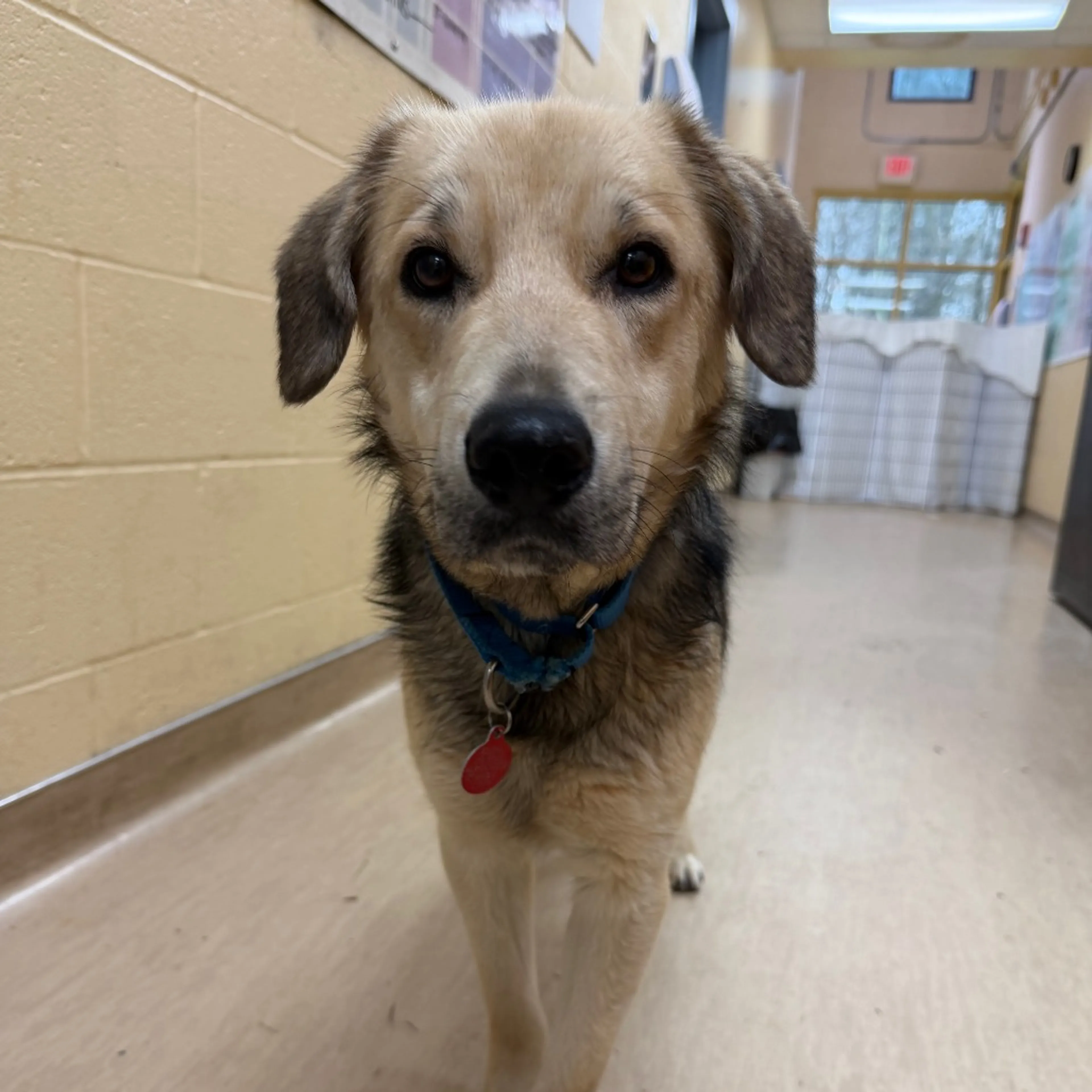 Found pet-1