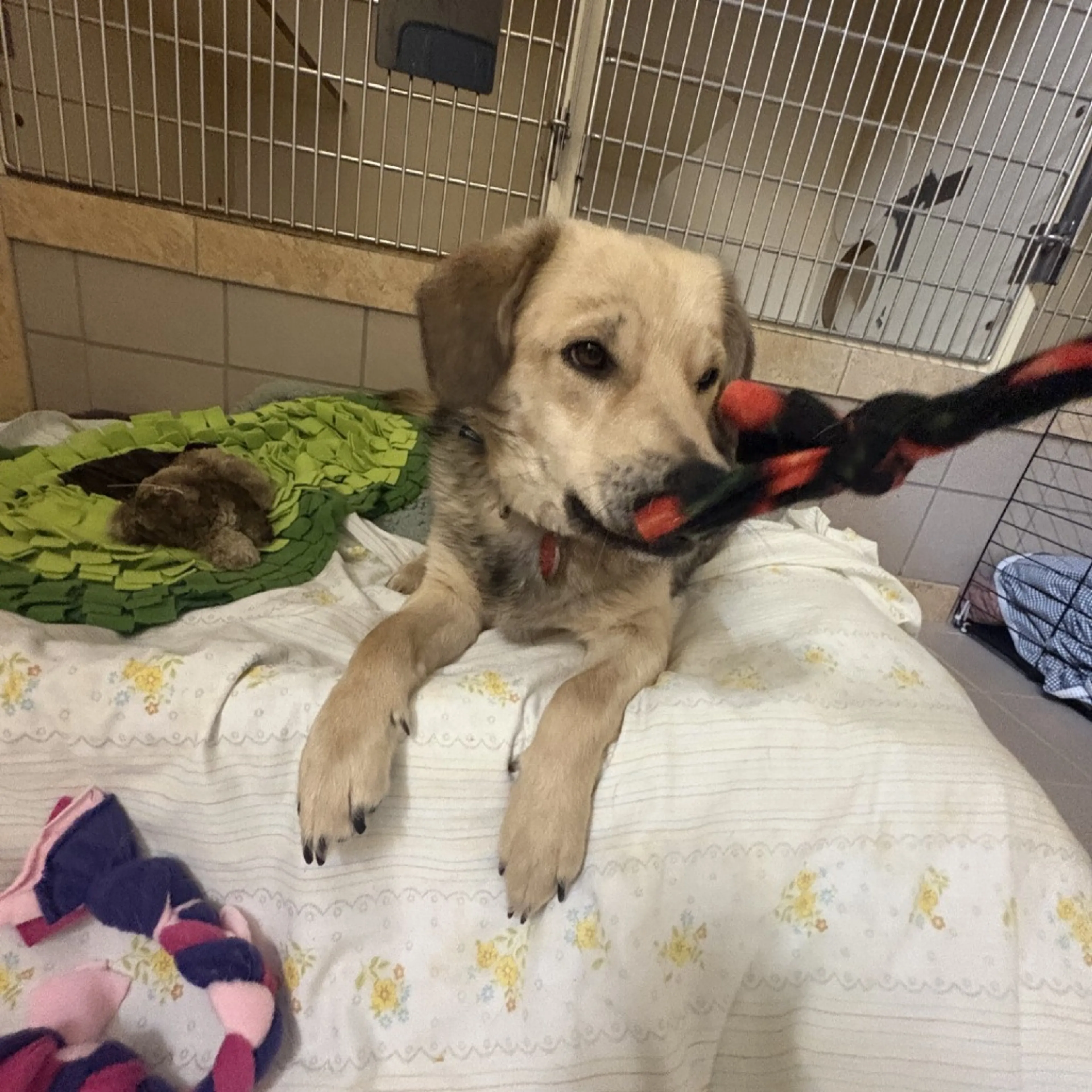 Found pet-4