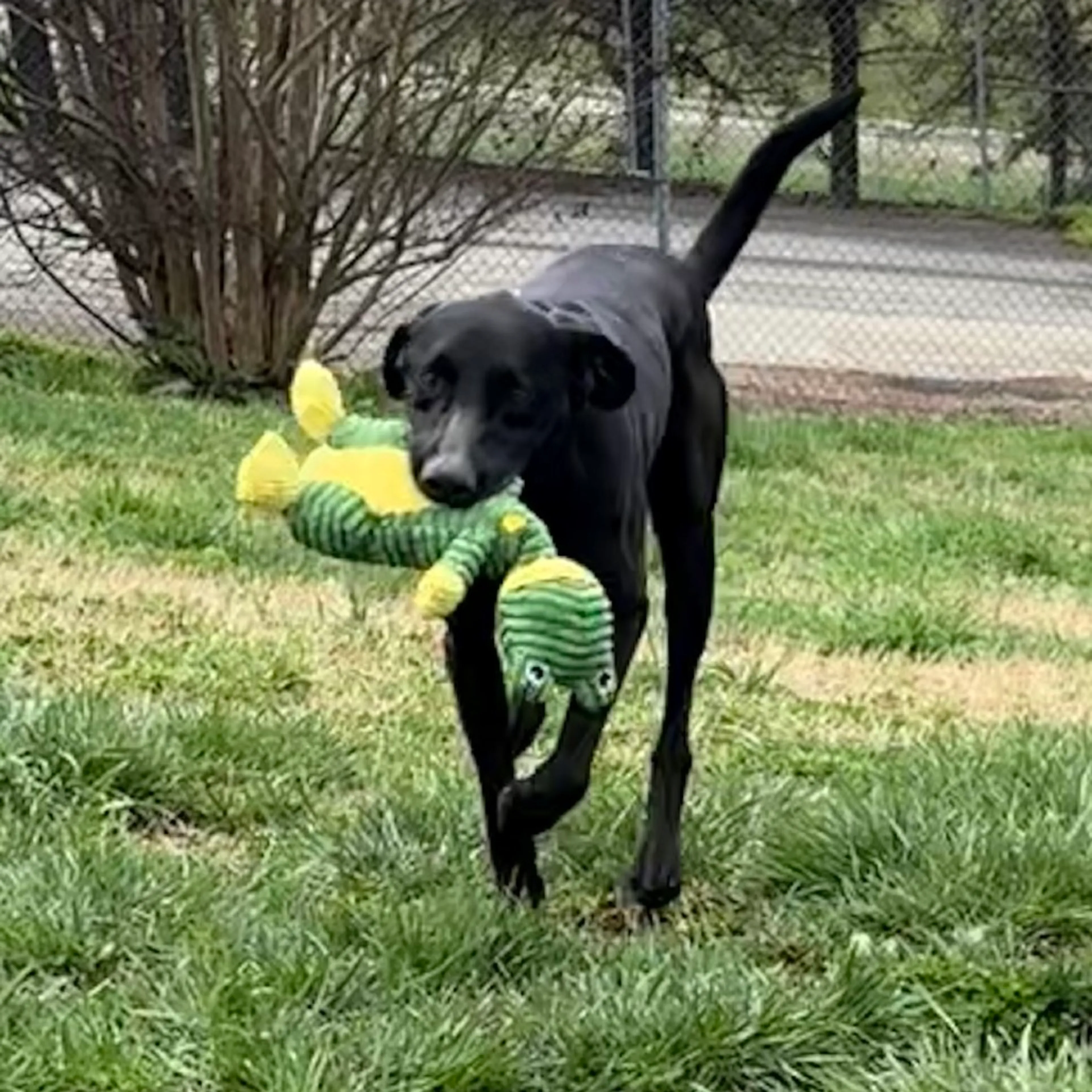 Found pet-1
