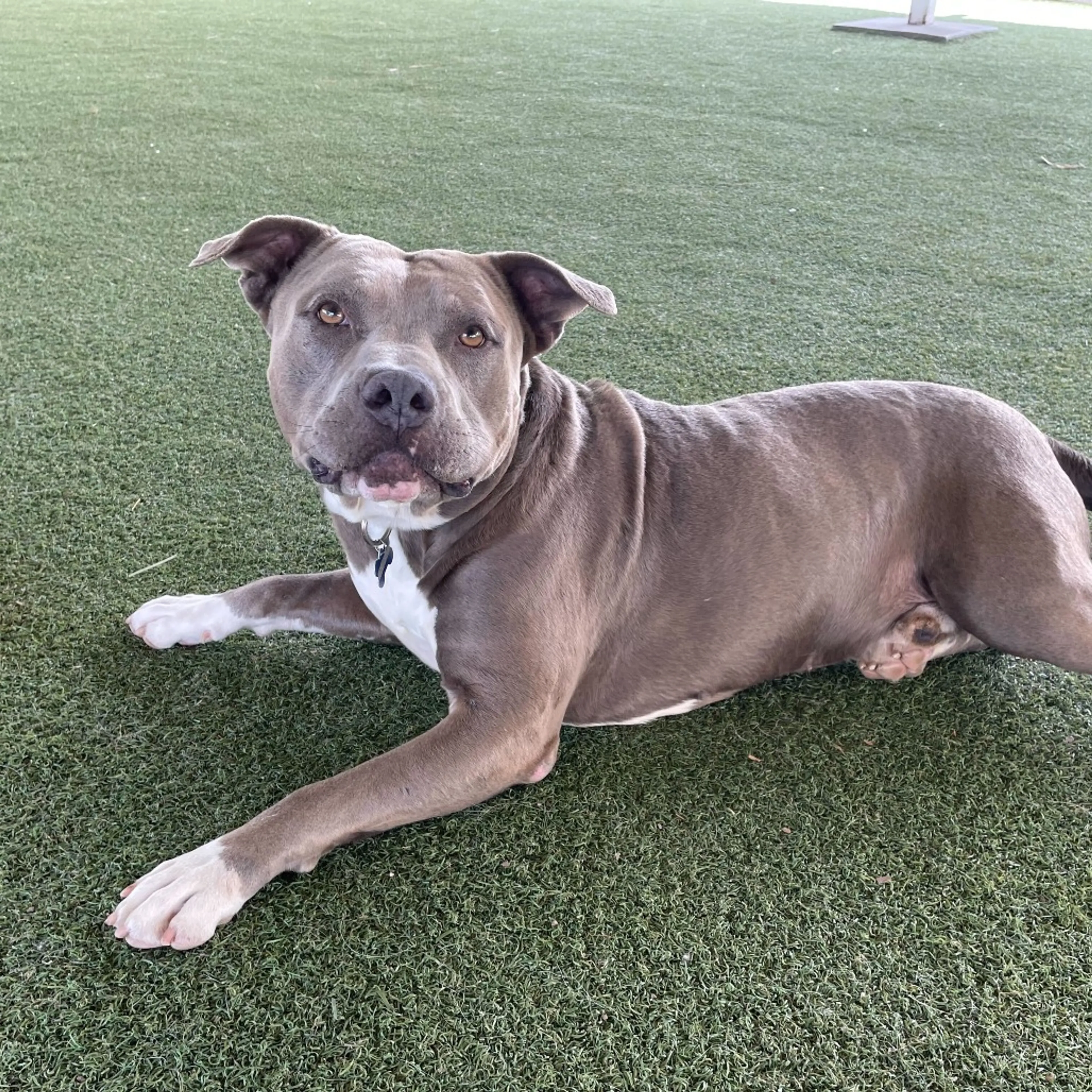 Found pet-5