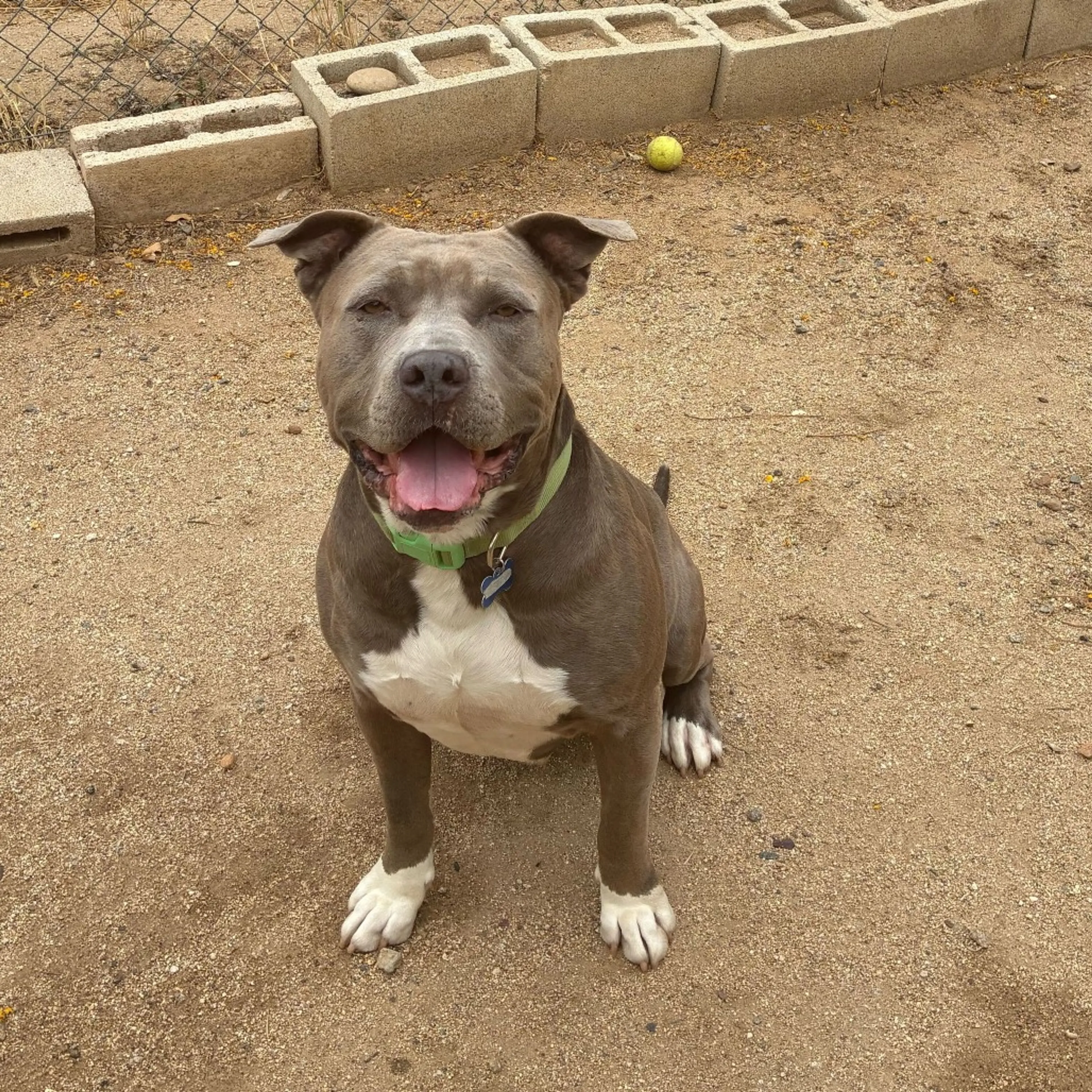Found pet-5