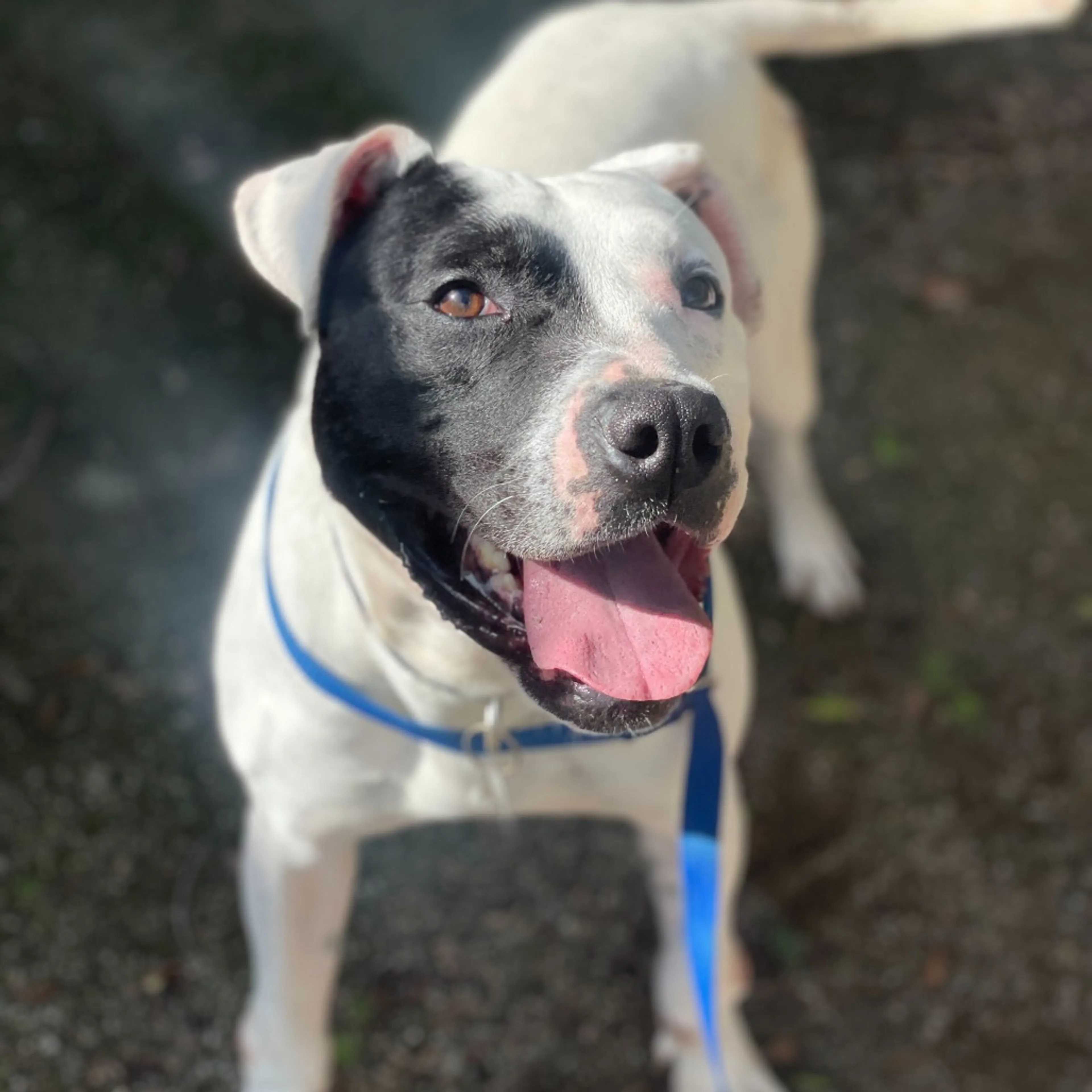 Found pet-2