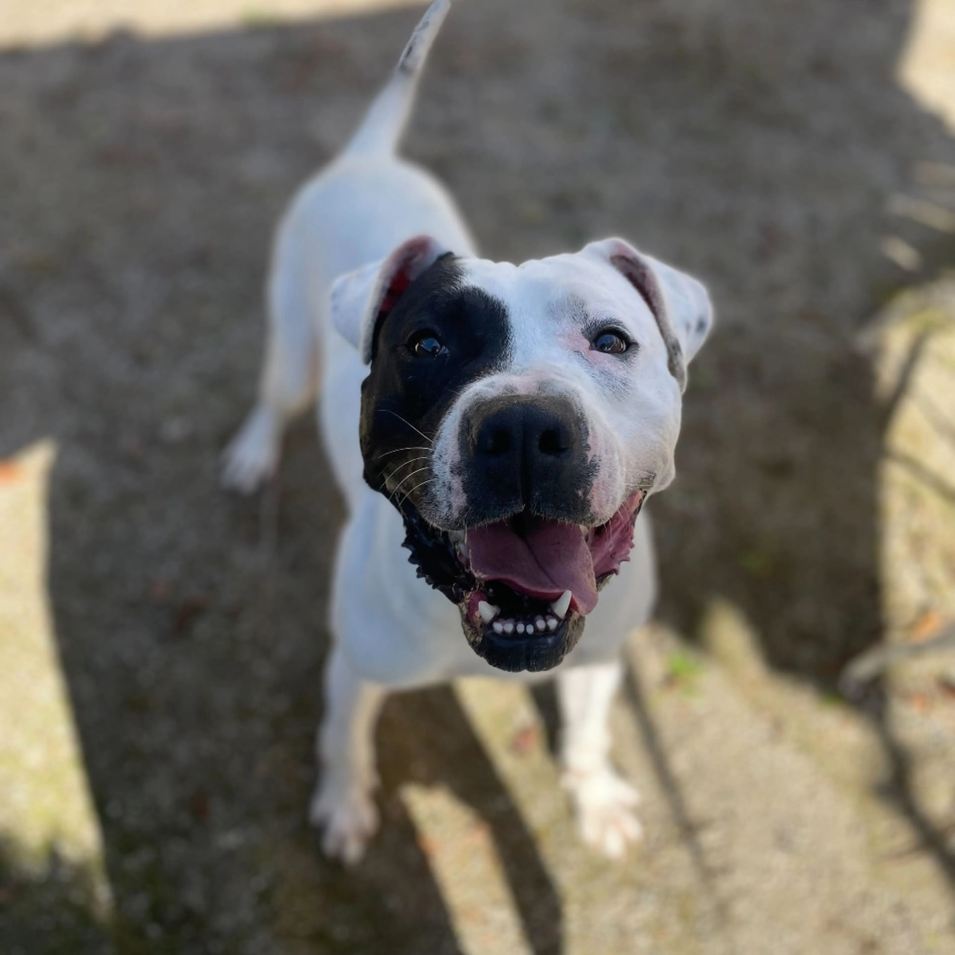 Found pet-3