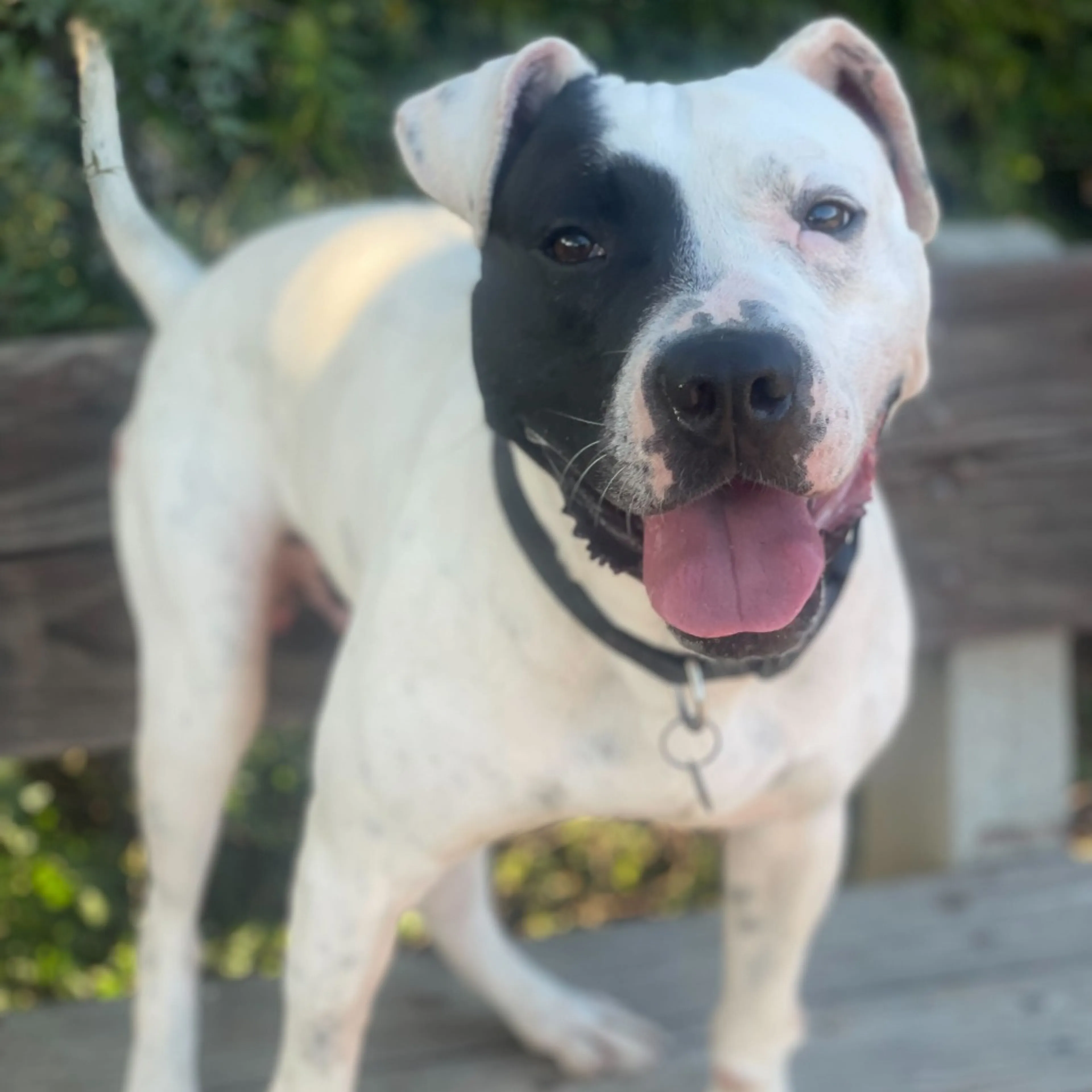 Found pet-4