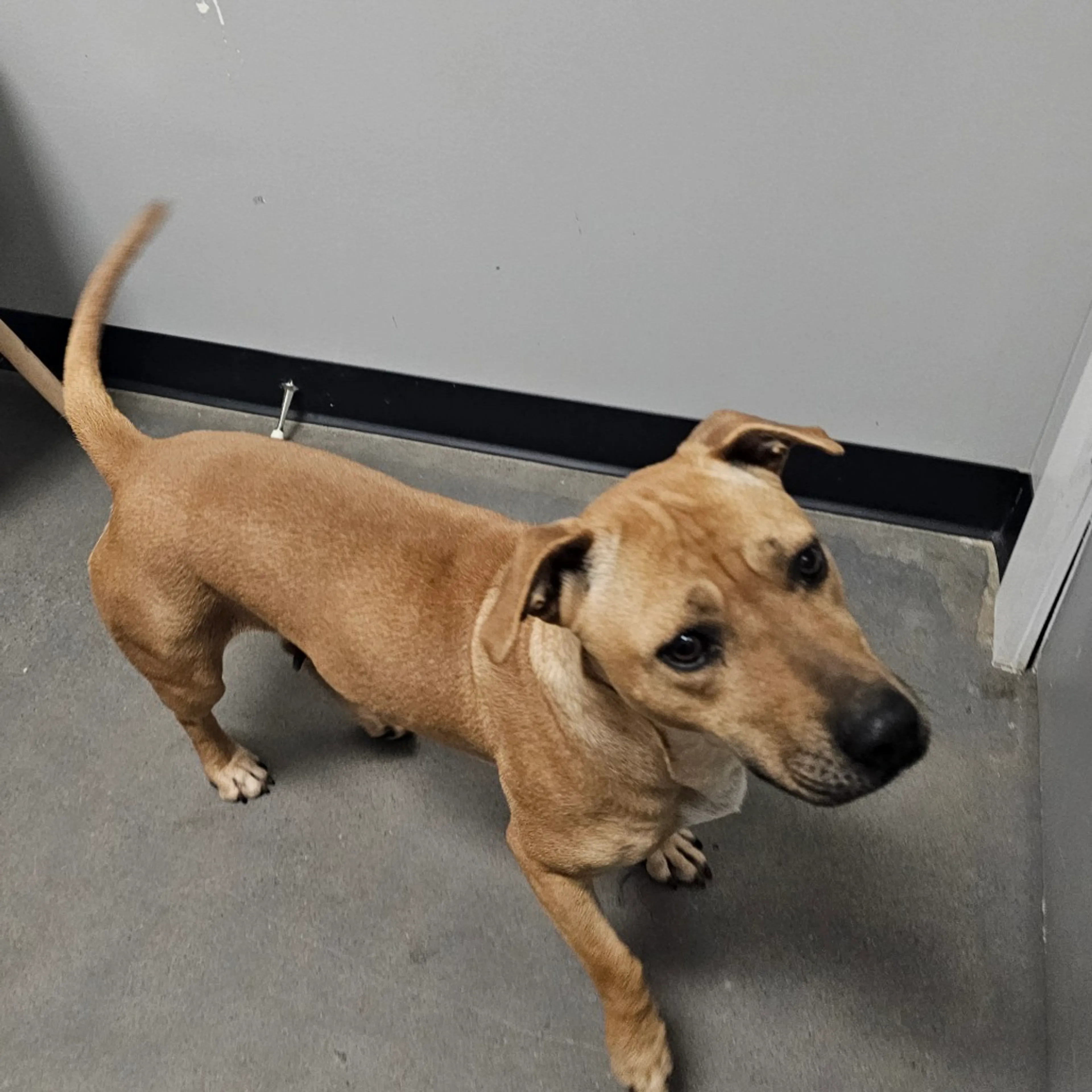Found pet-5