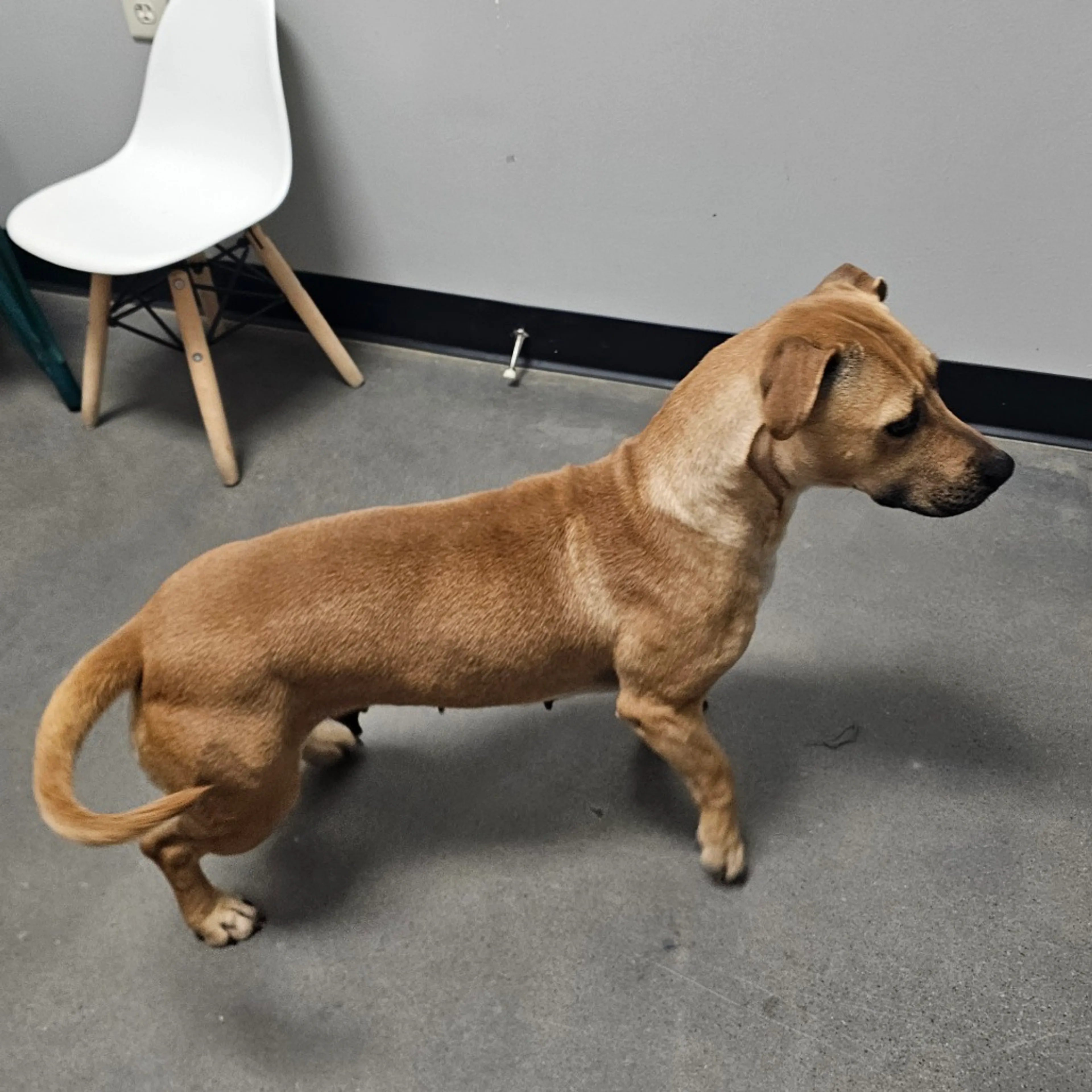 Found pet-3