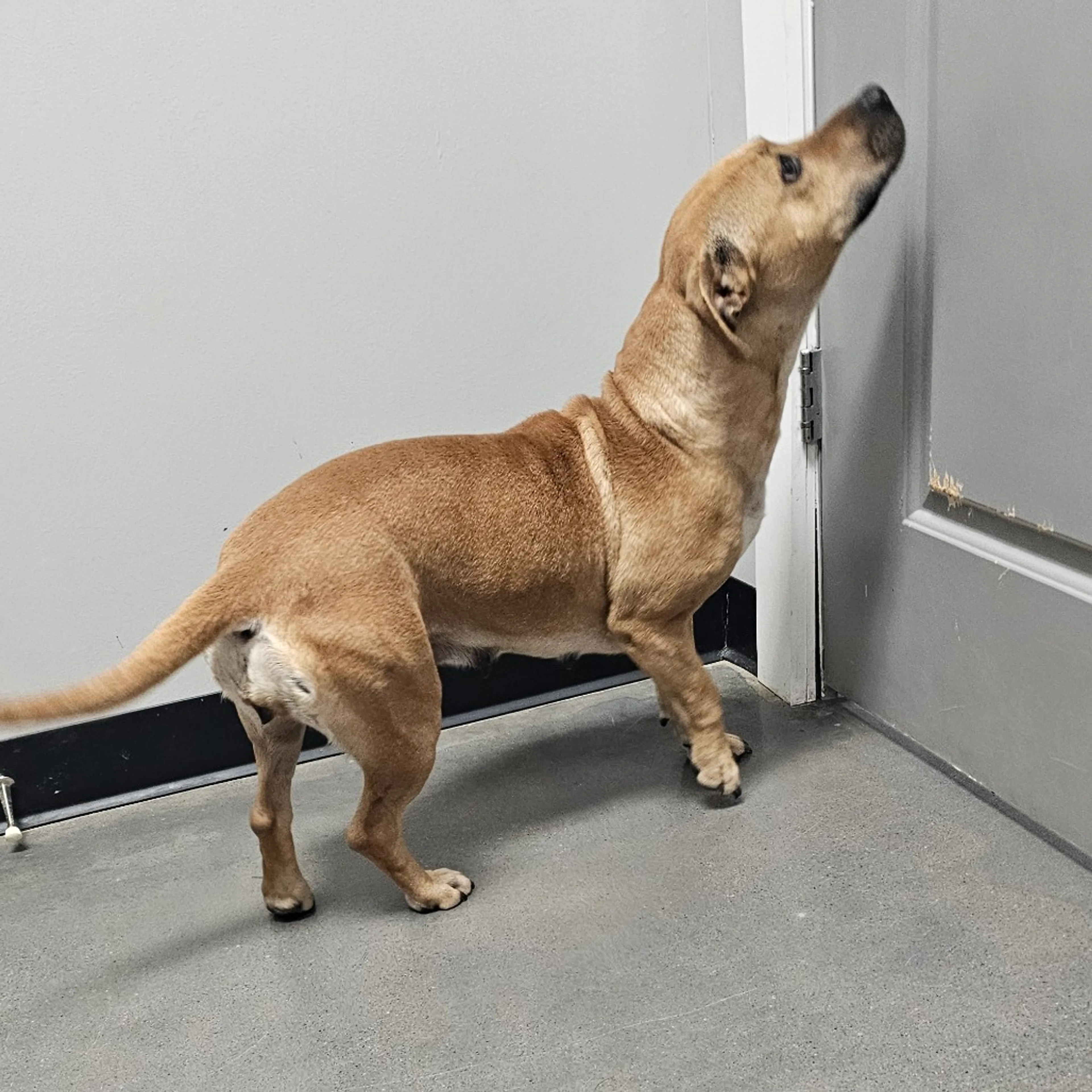 Found pet-7