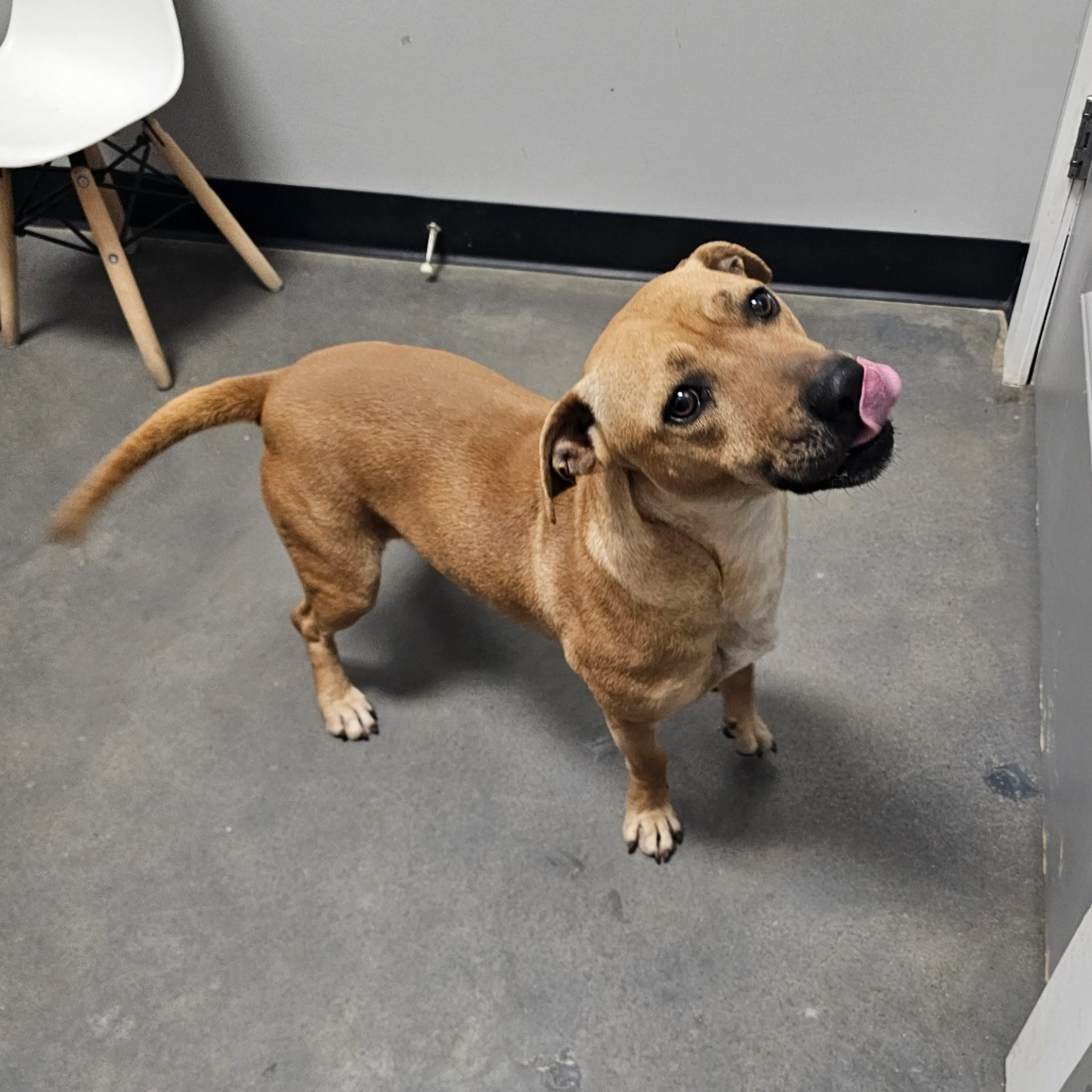 Found pet-6