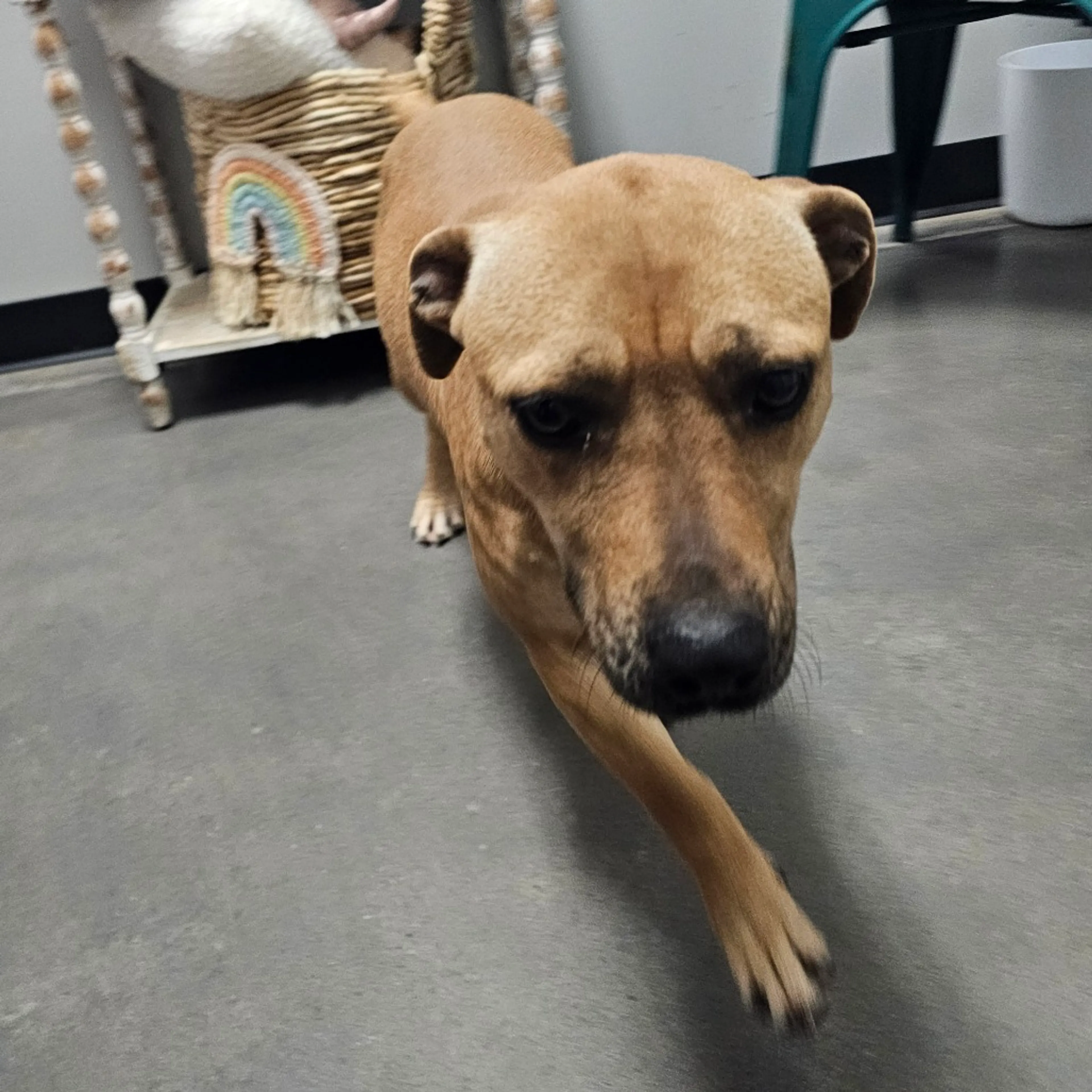 Found pet-2