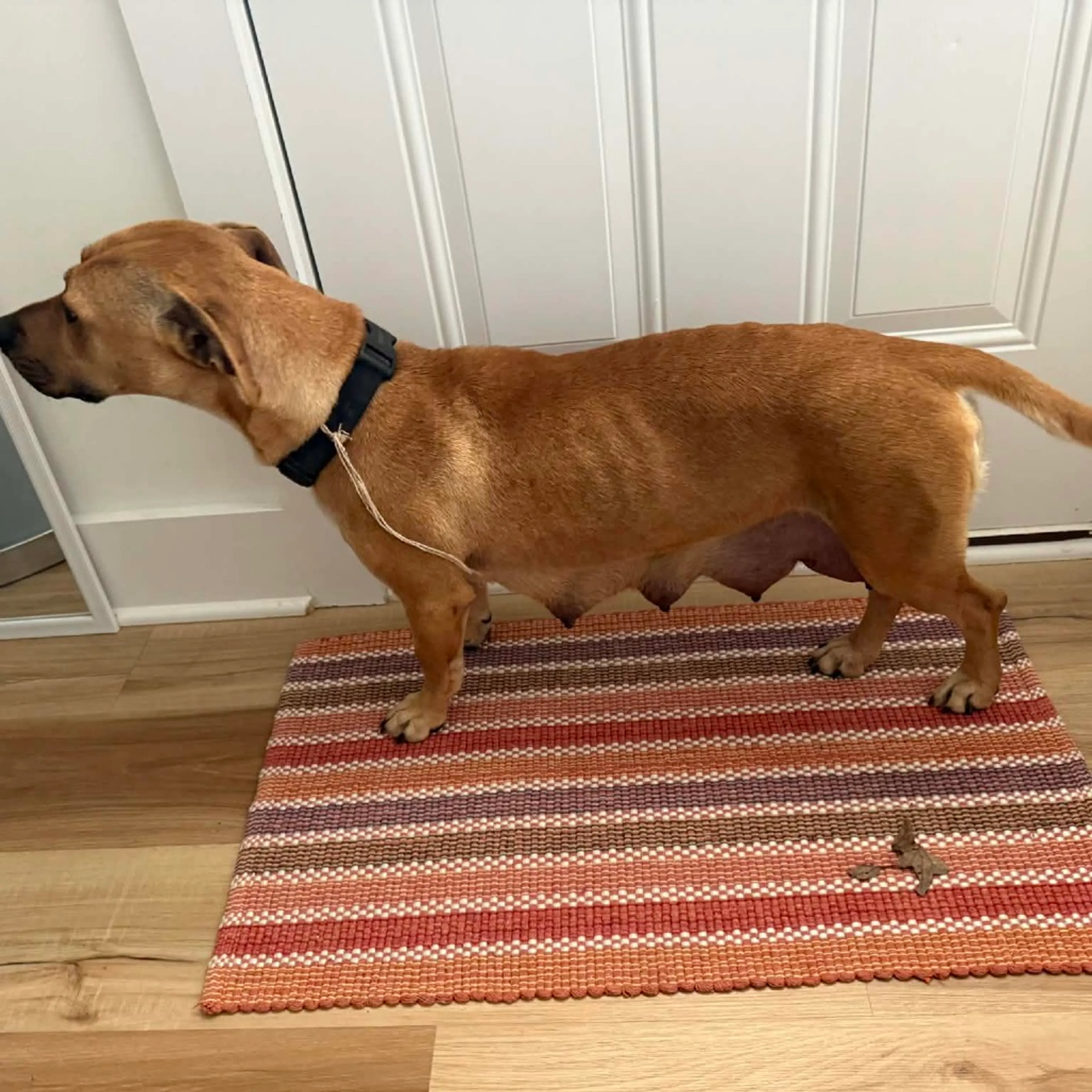 Found pet-1