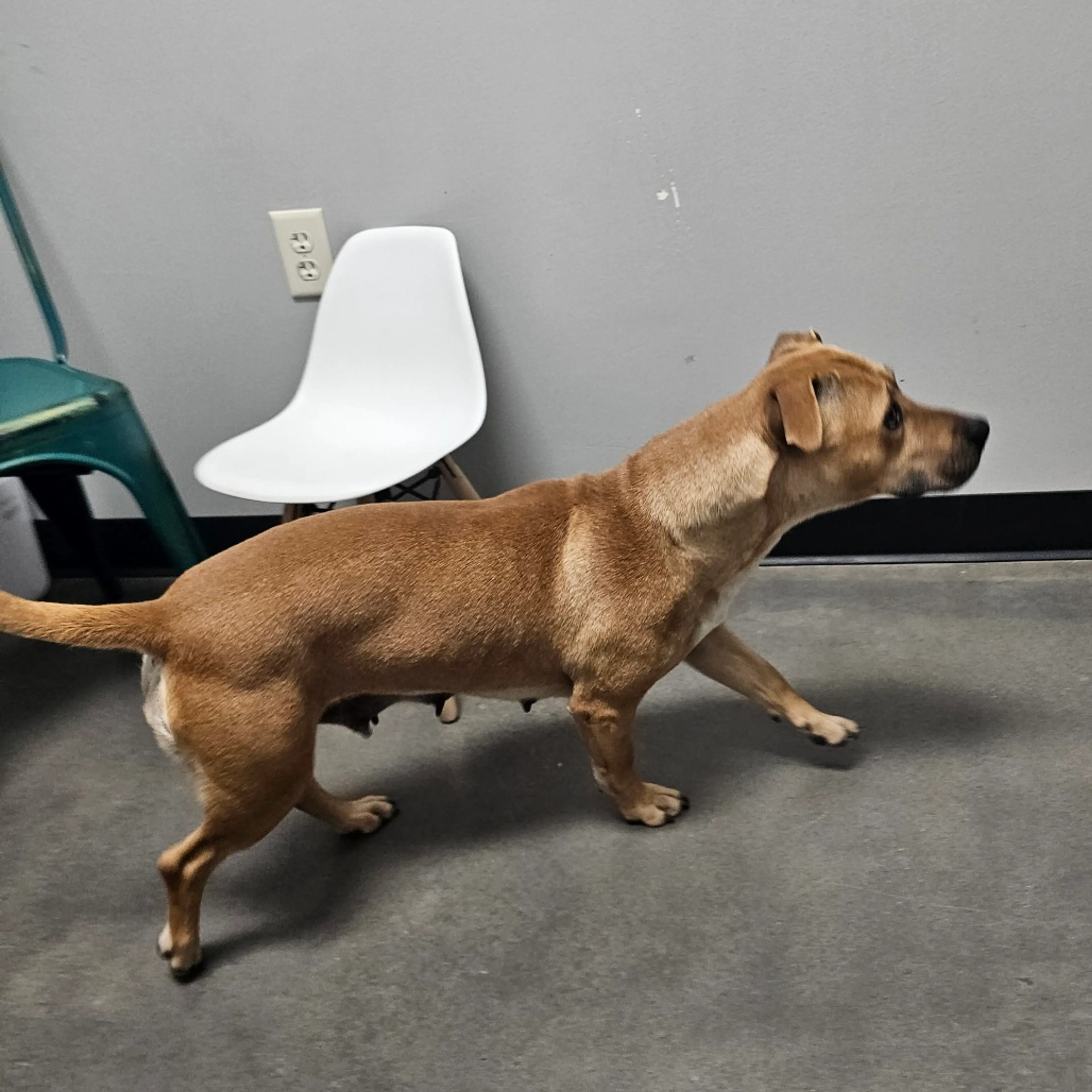 Found pet-4