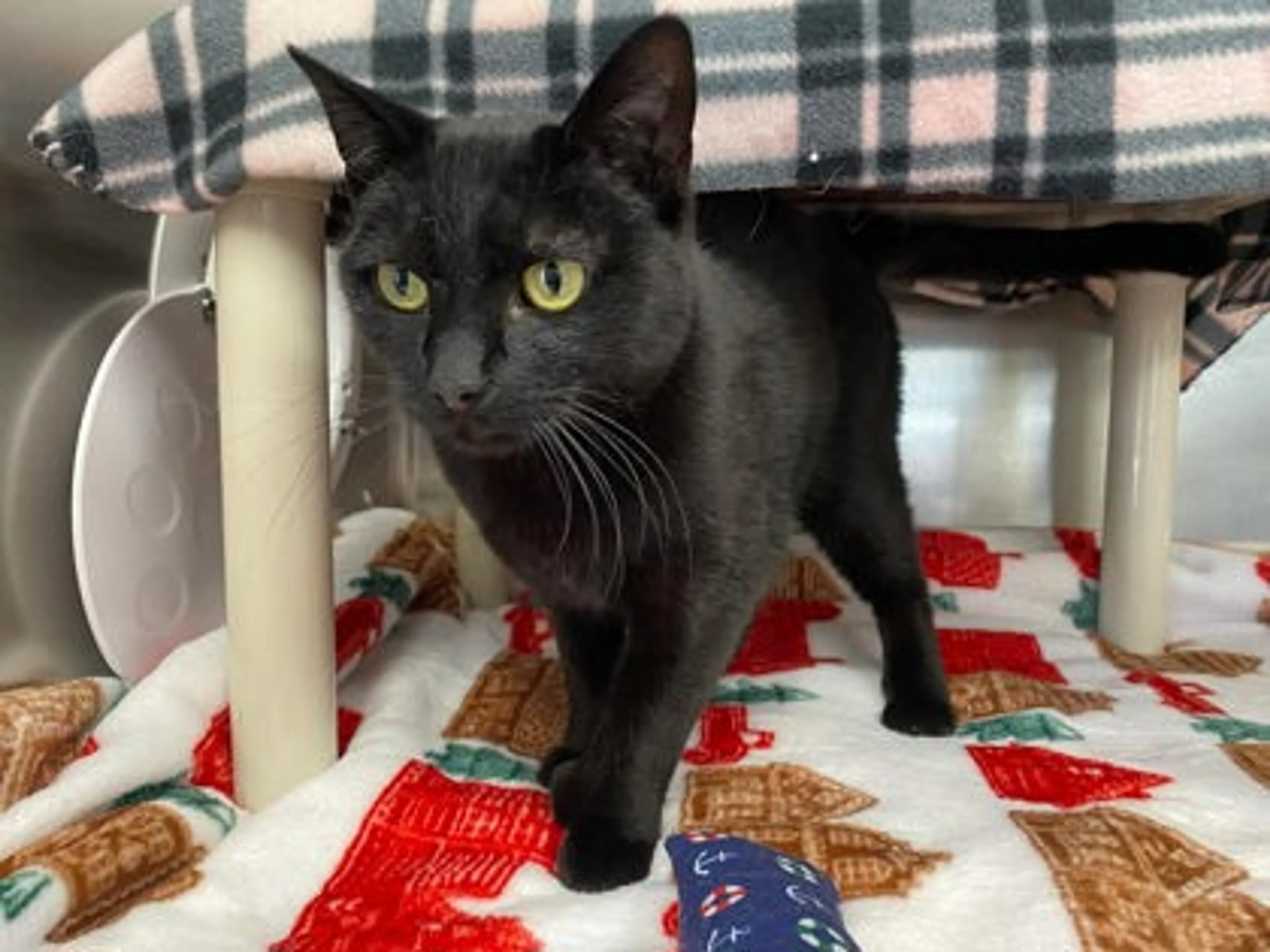 Found pet-2