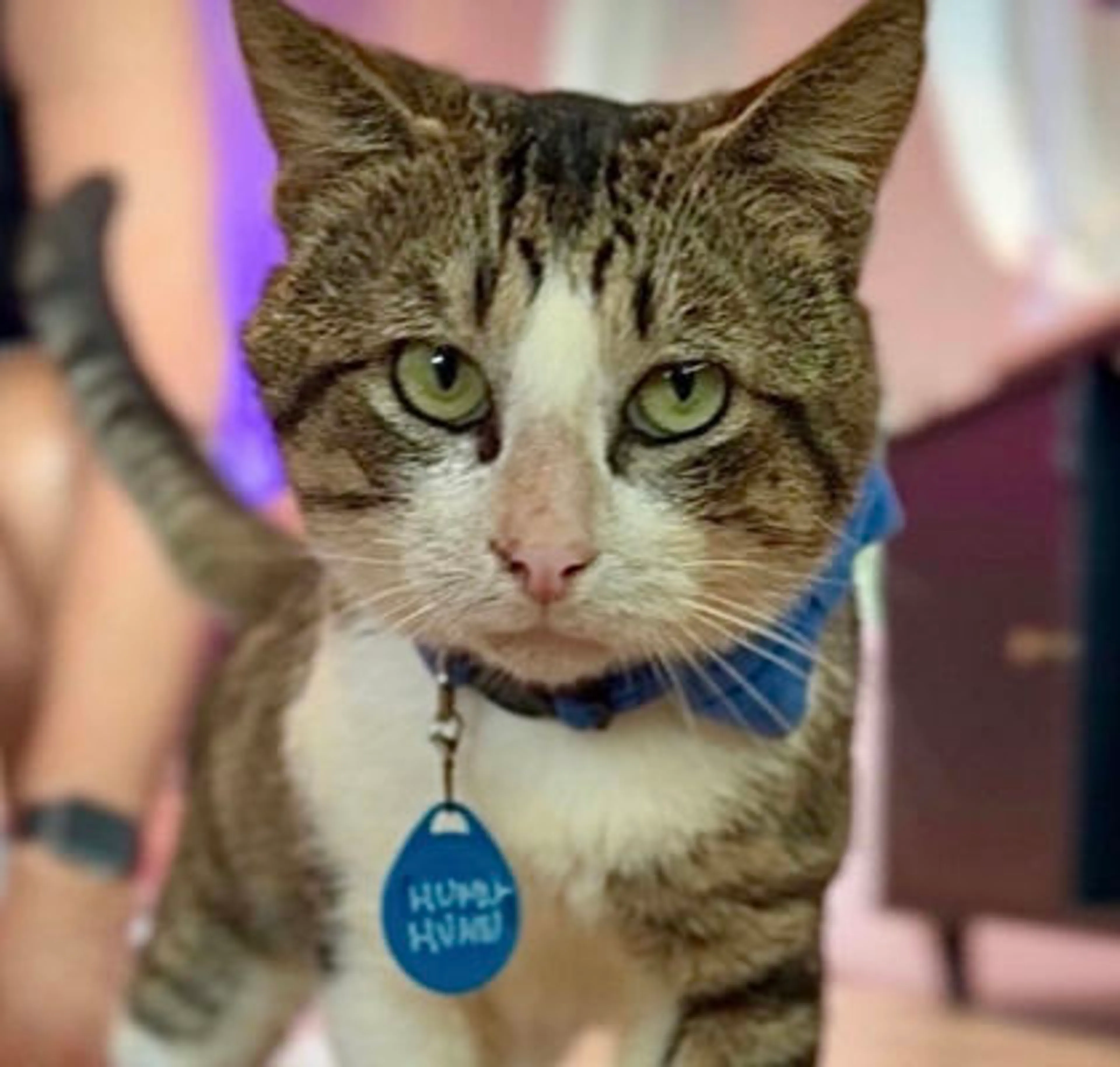 Found pet-1