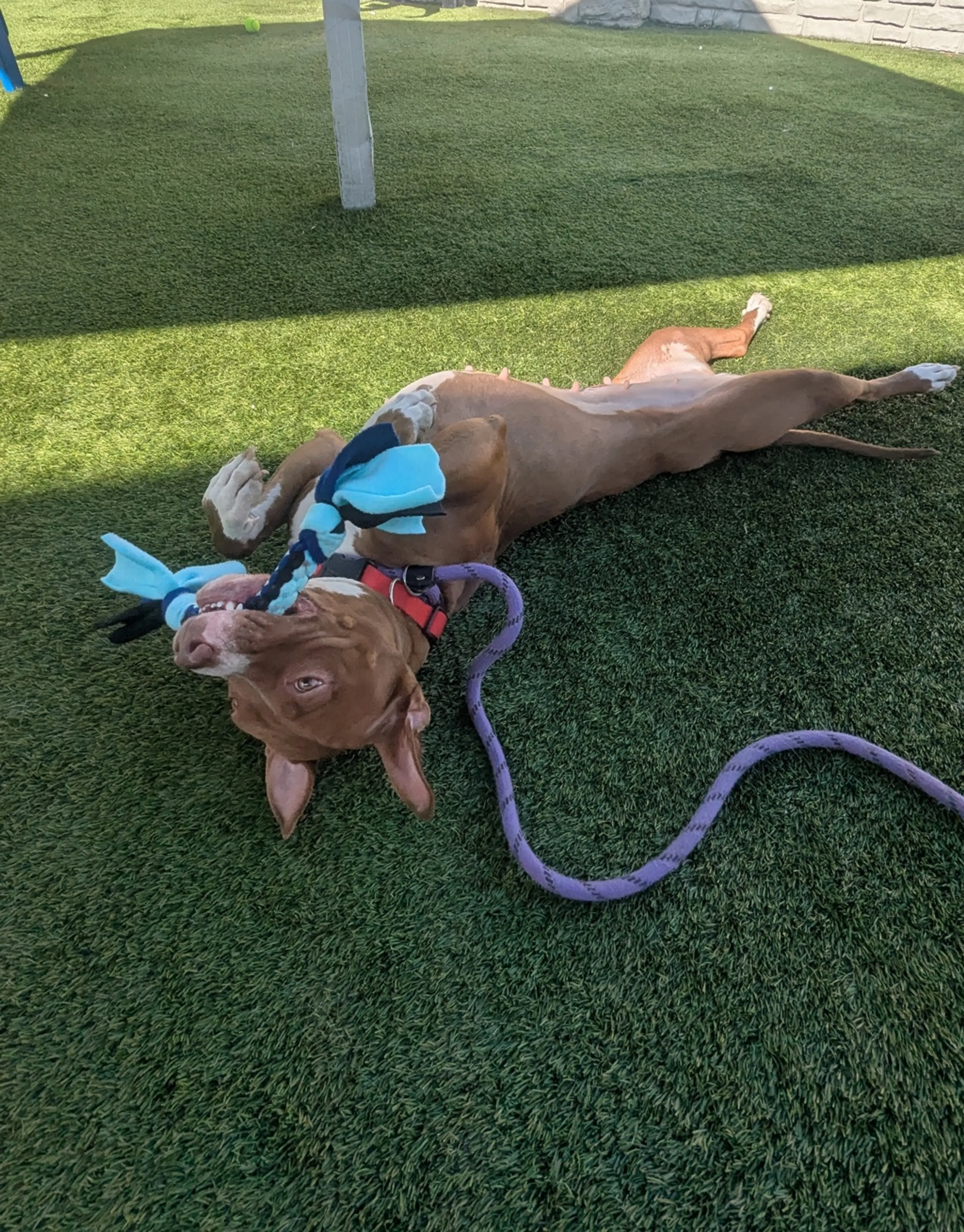 Found pet-11