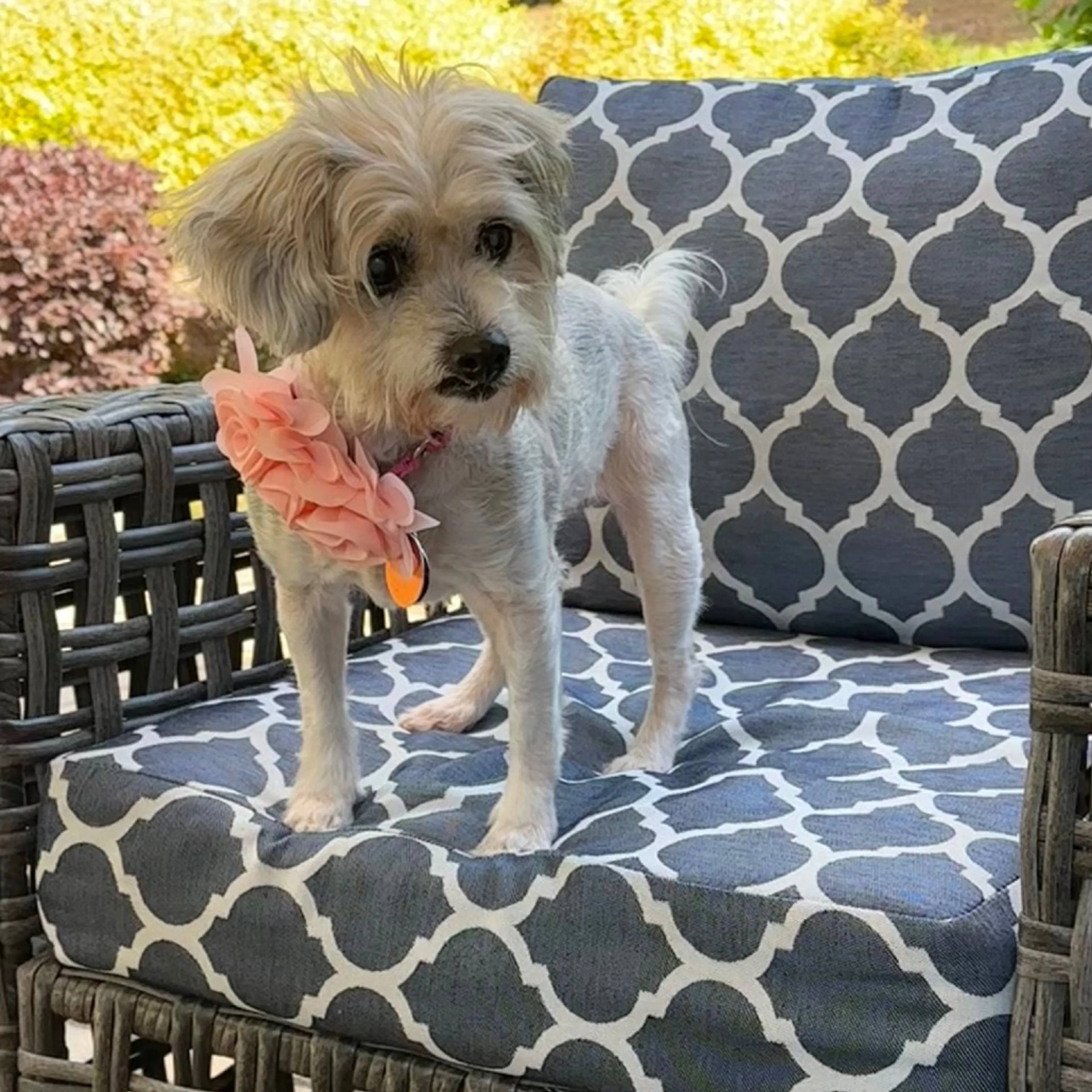 Found pet-5
