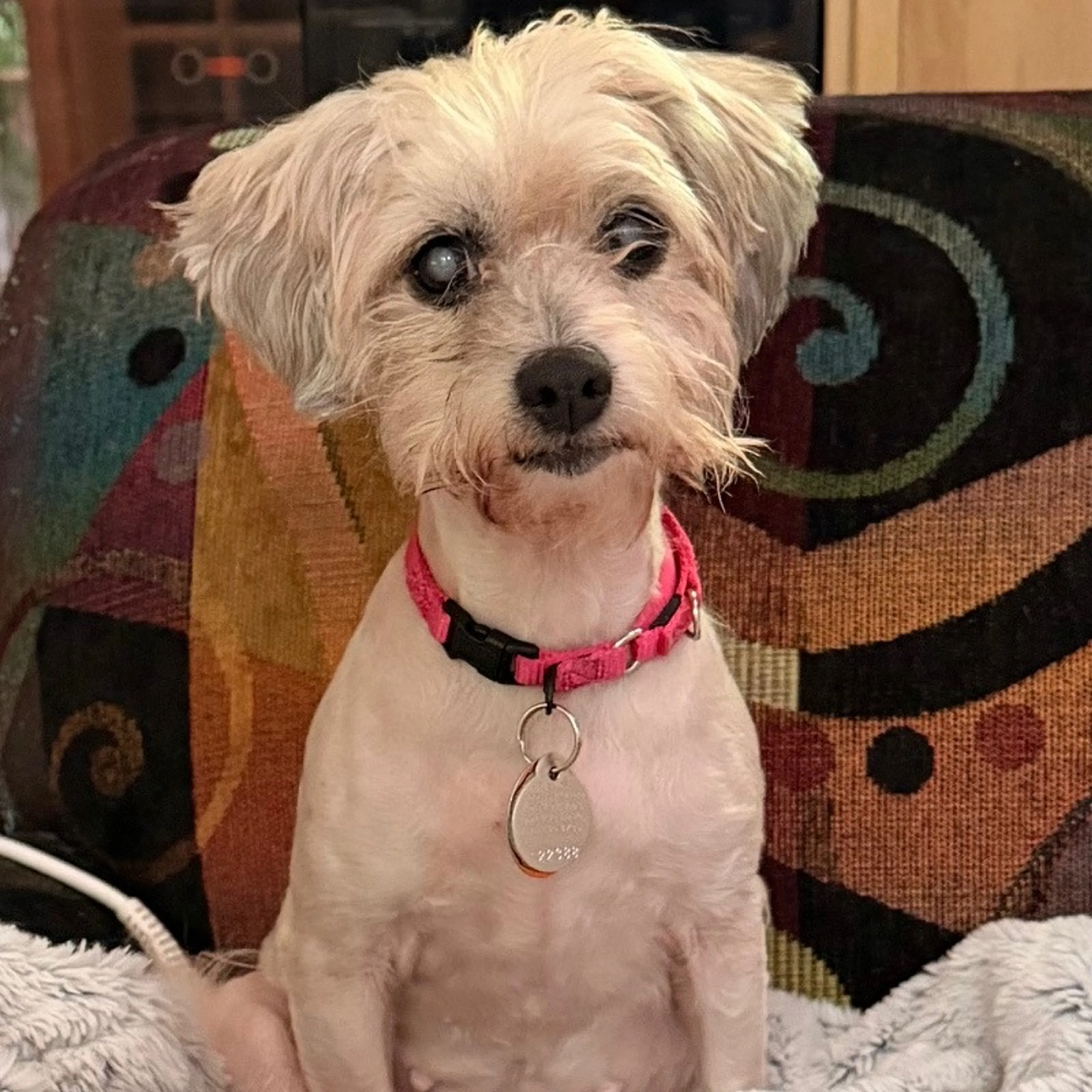 Found pet-3