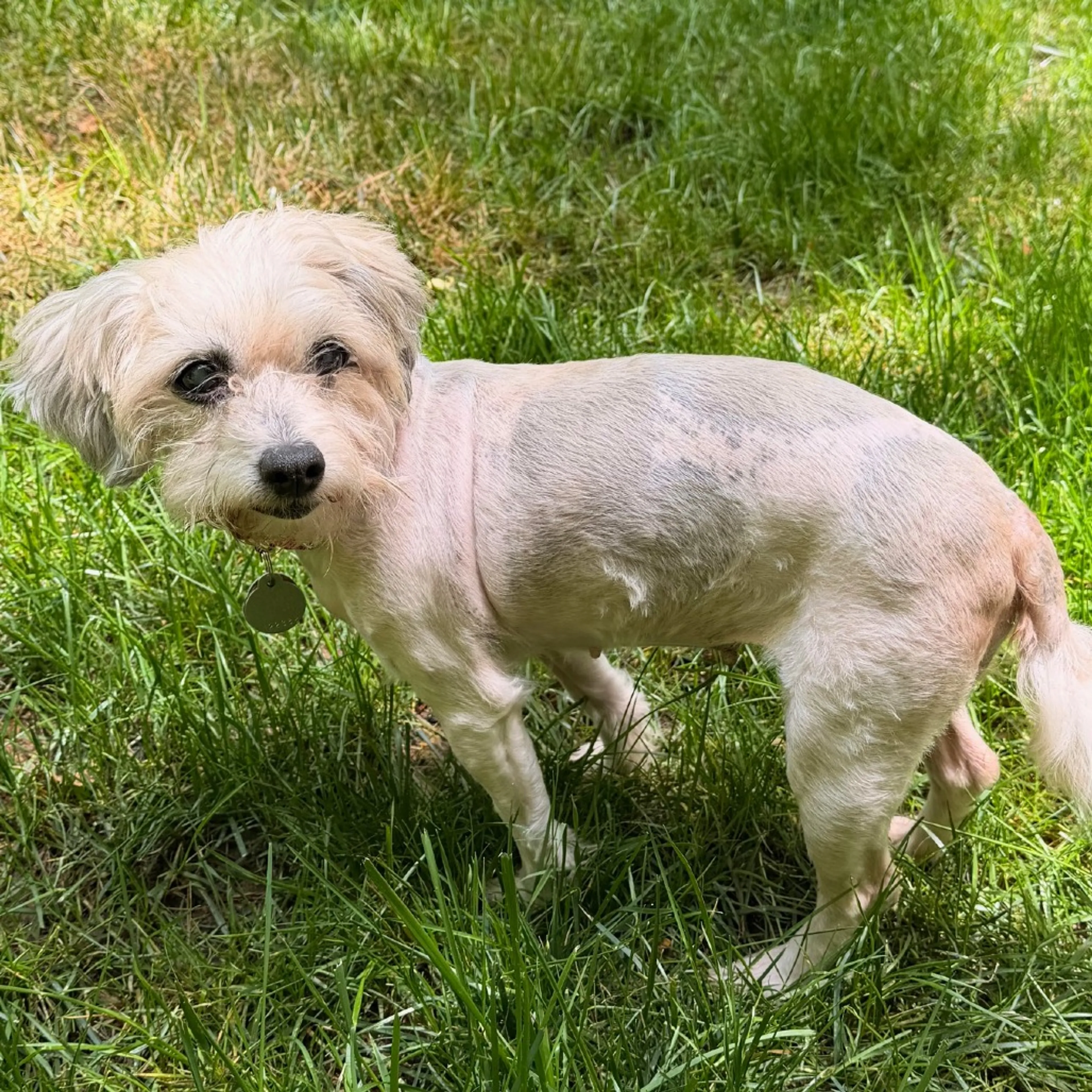 Found pet-3