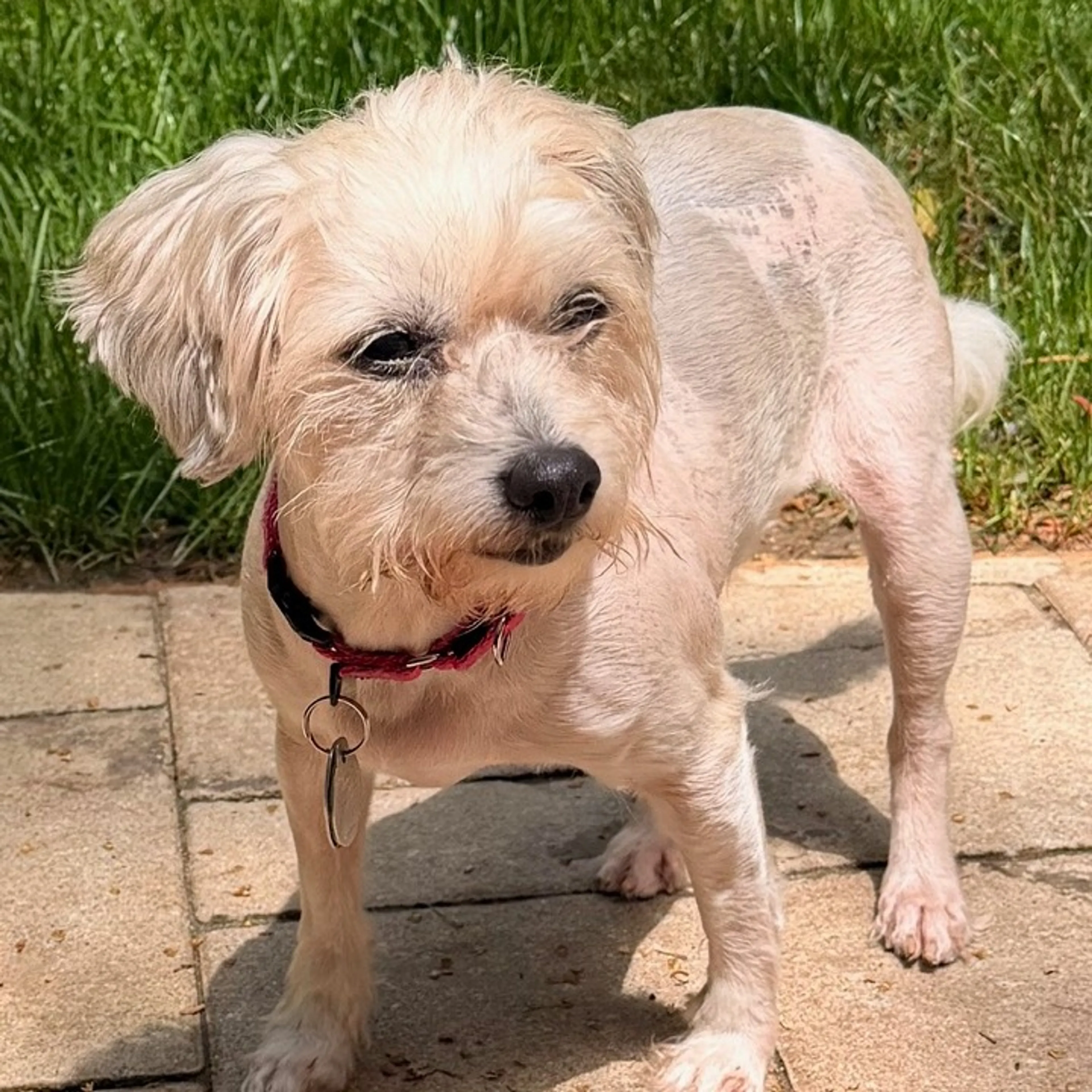 Found pet-4