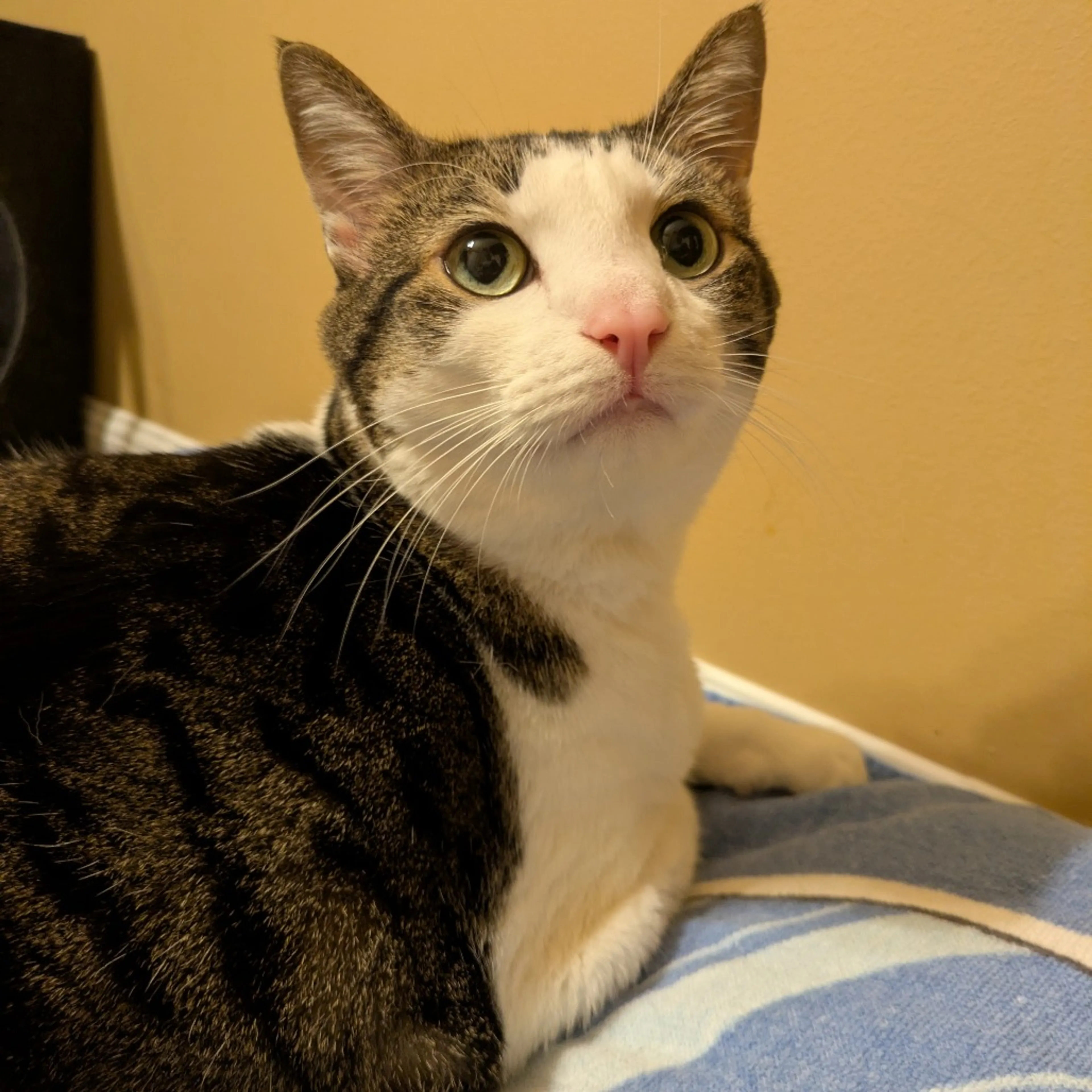 Found pet-4