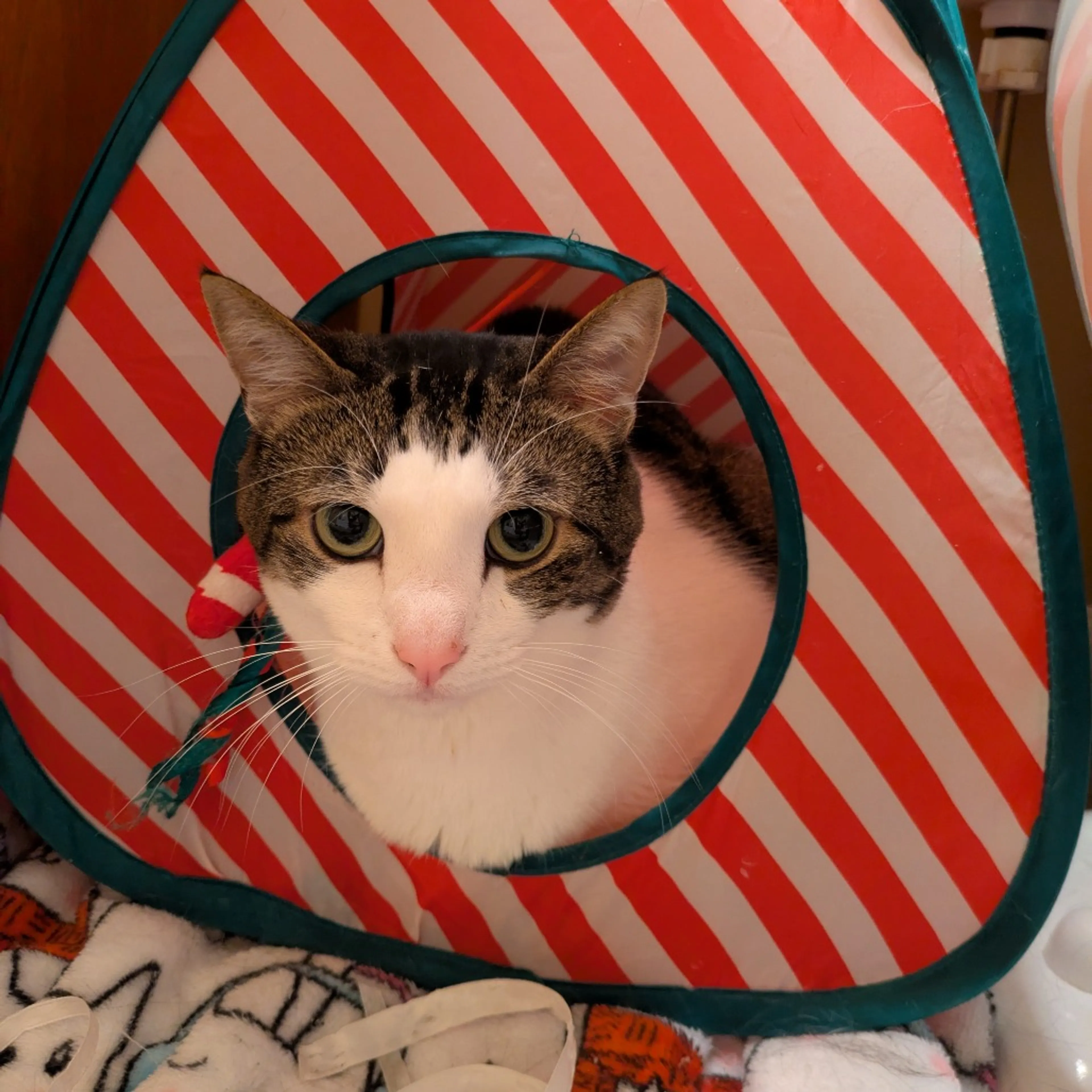 Found pet-3