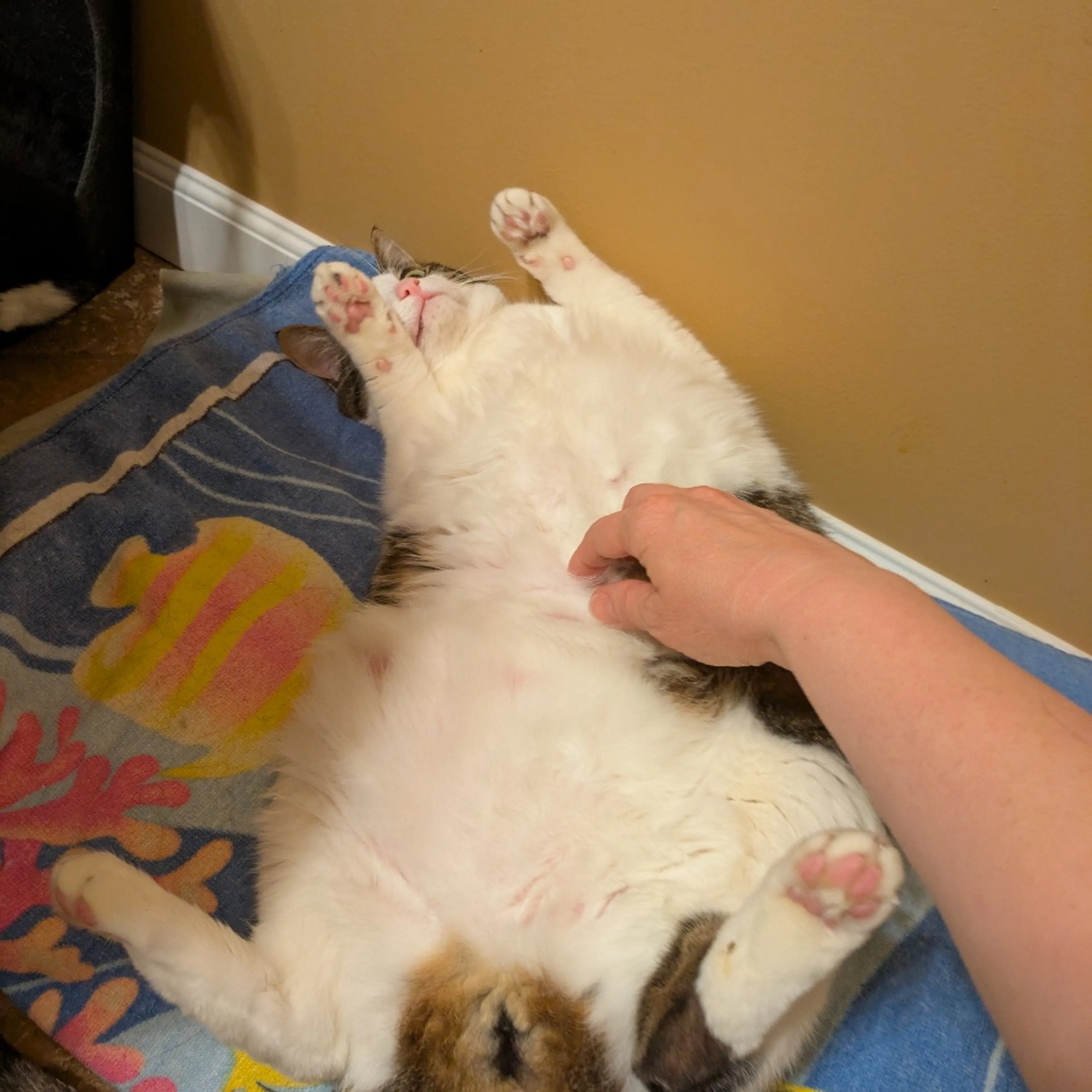 Found pet-5