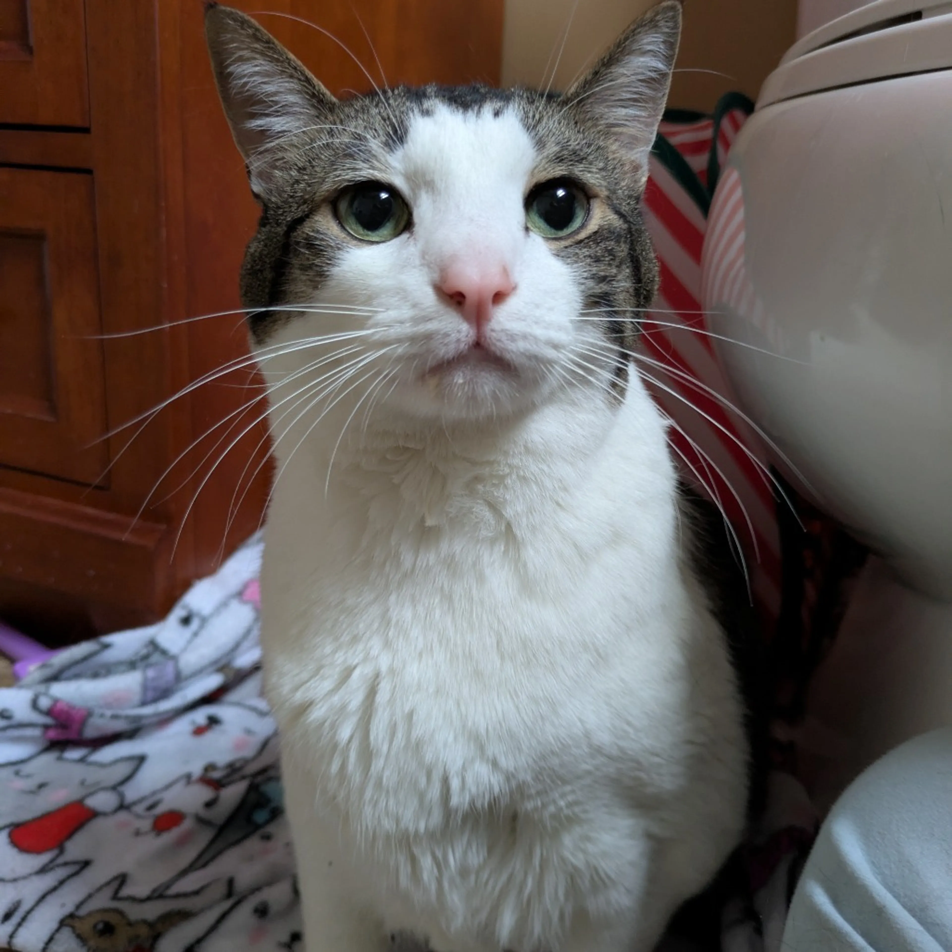 Found pet-2