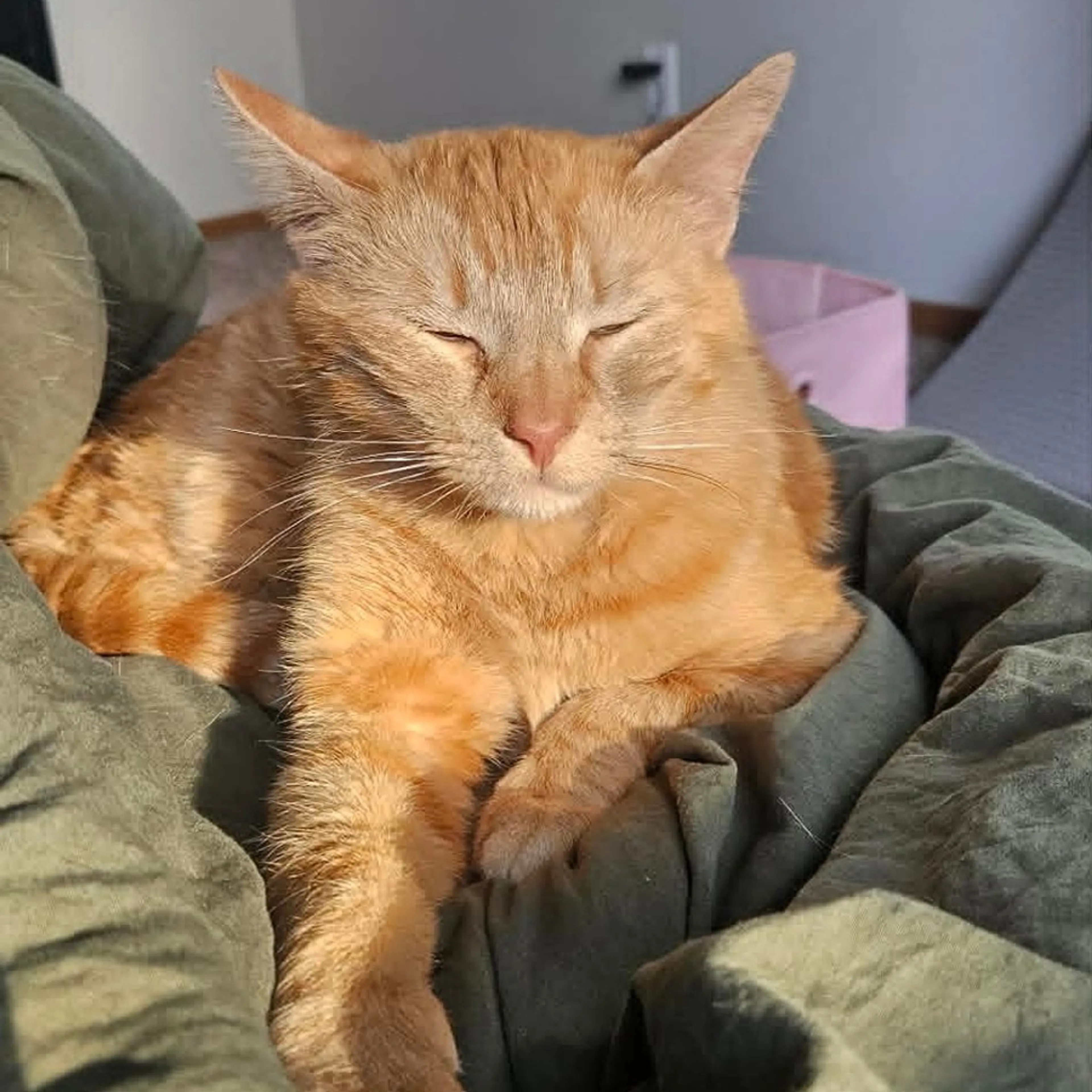 Found pet-2