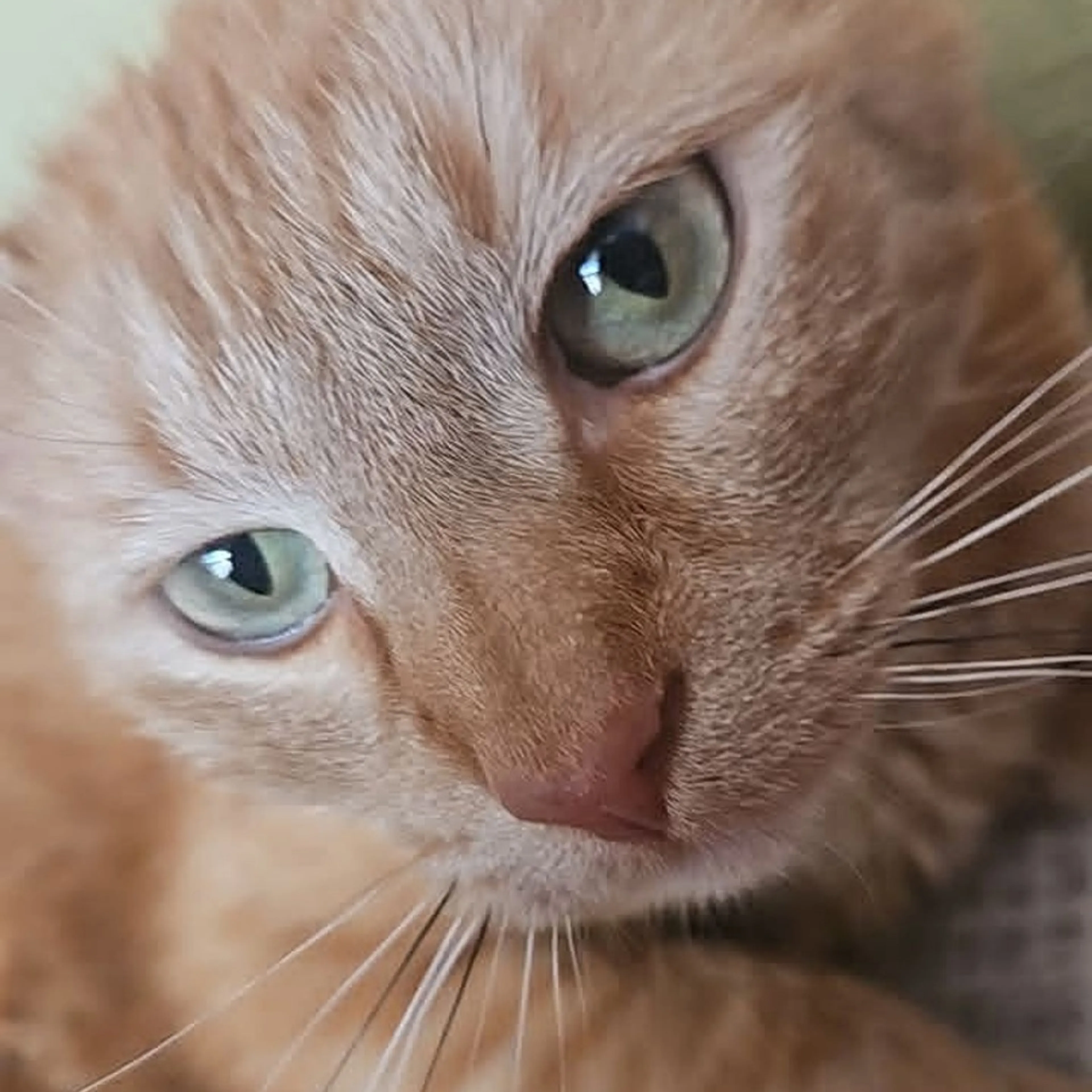 Found pet-1