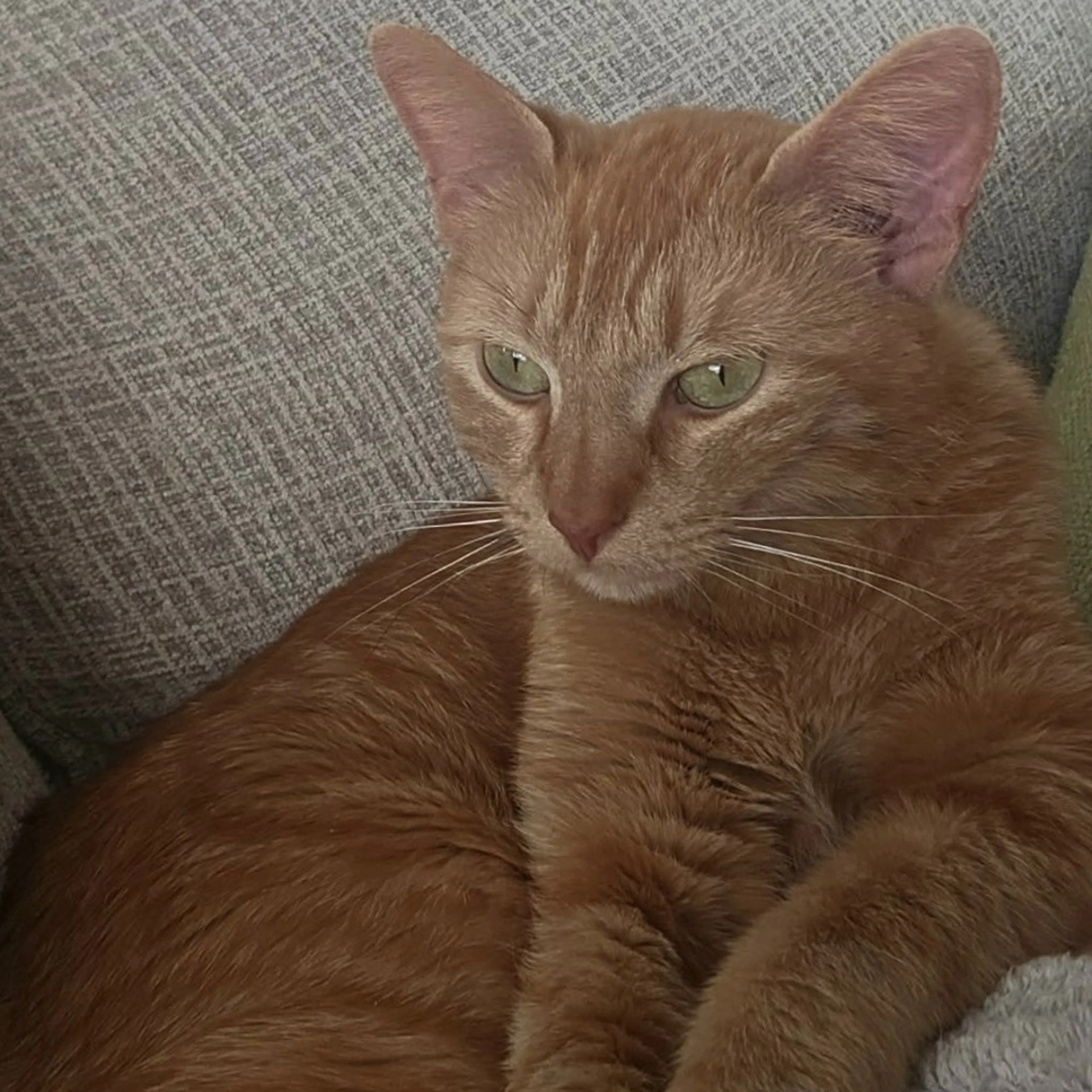 Found pet-4