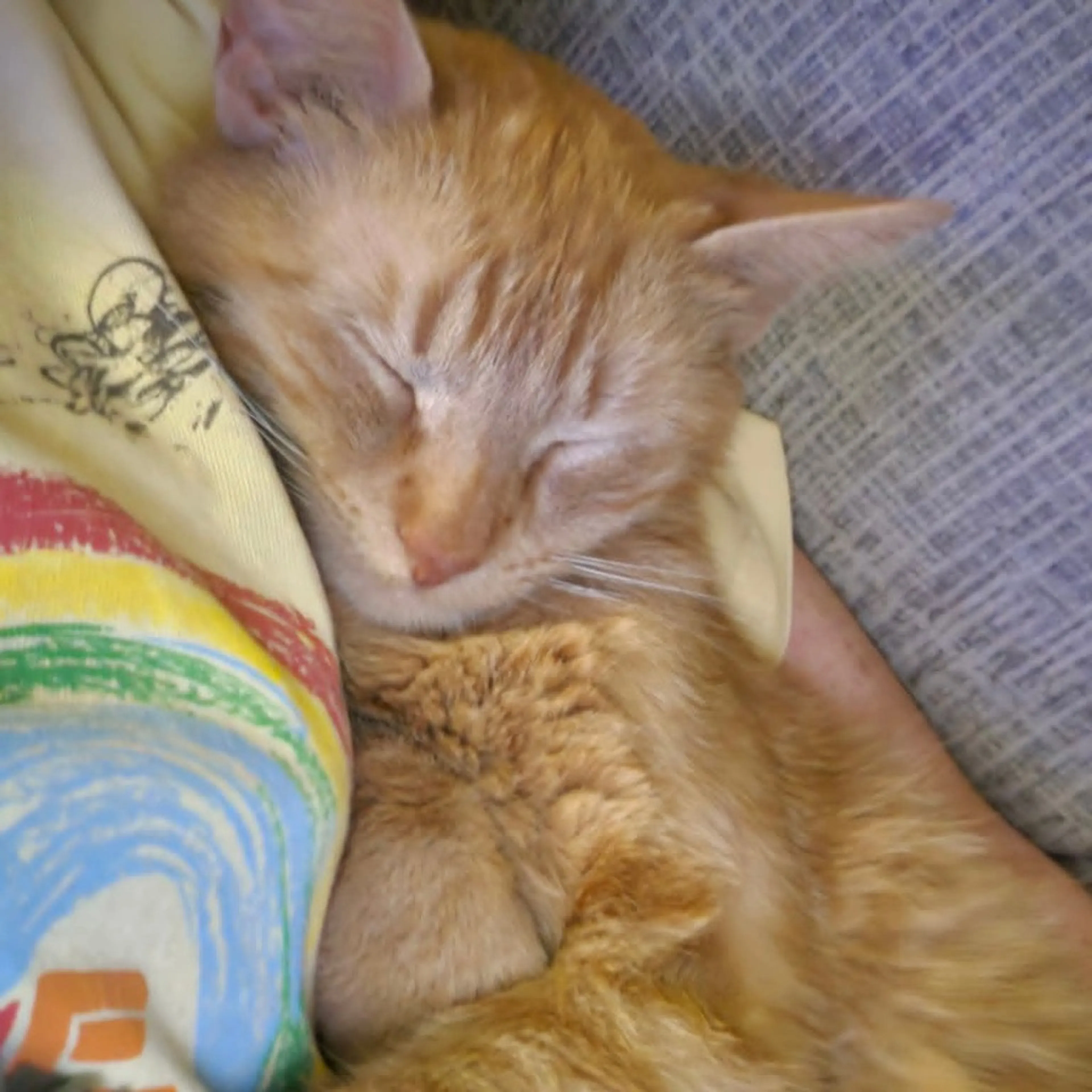 Found pet-3