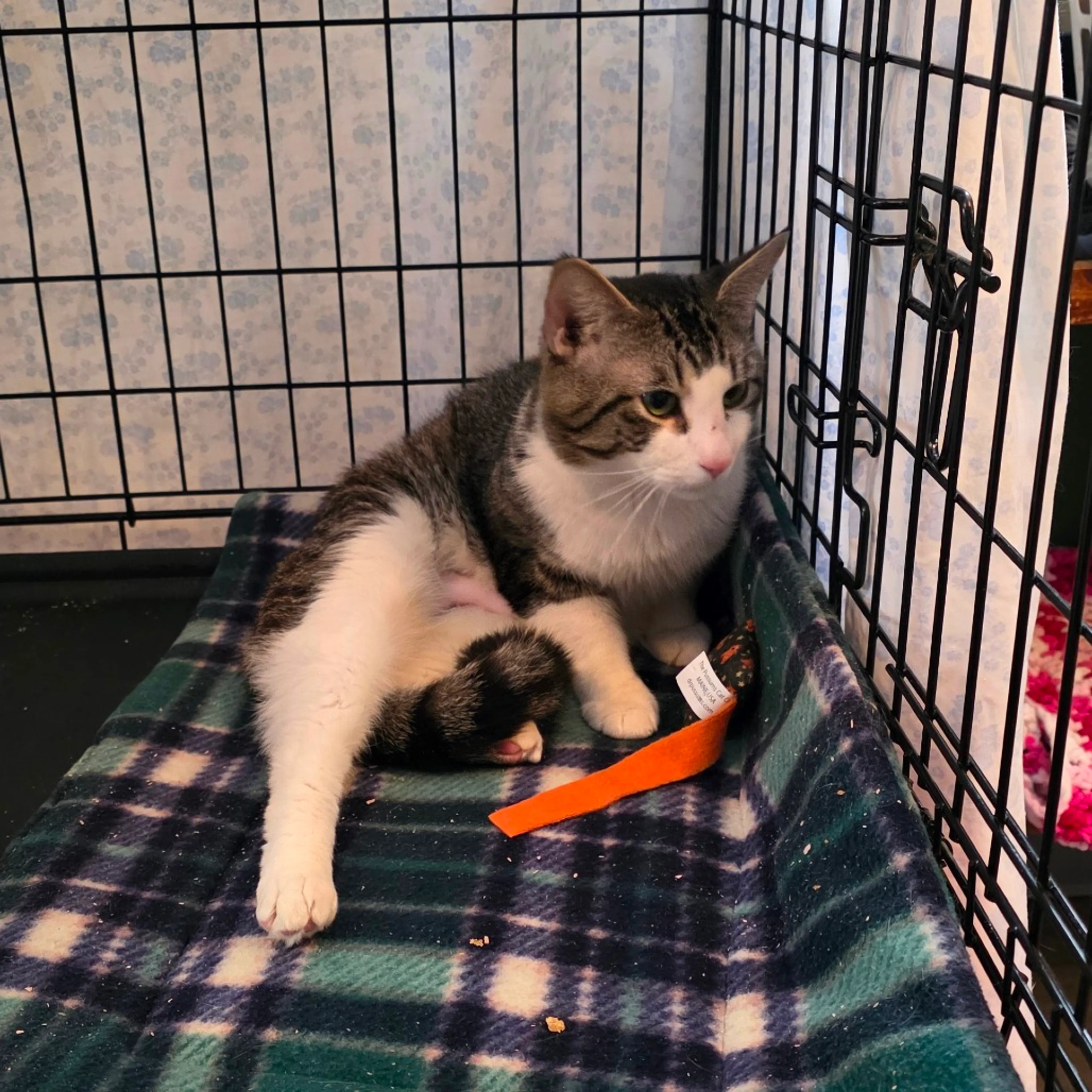 Found pet-2