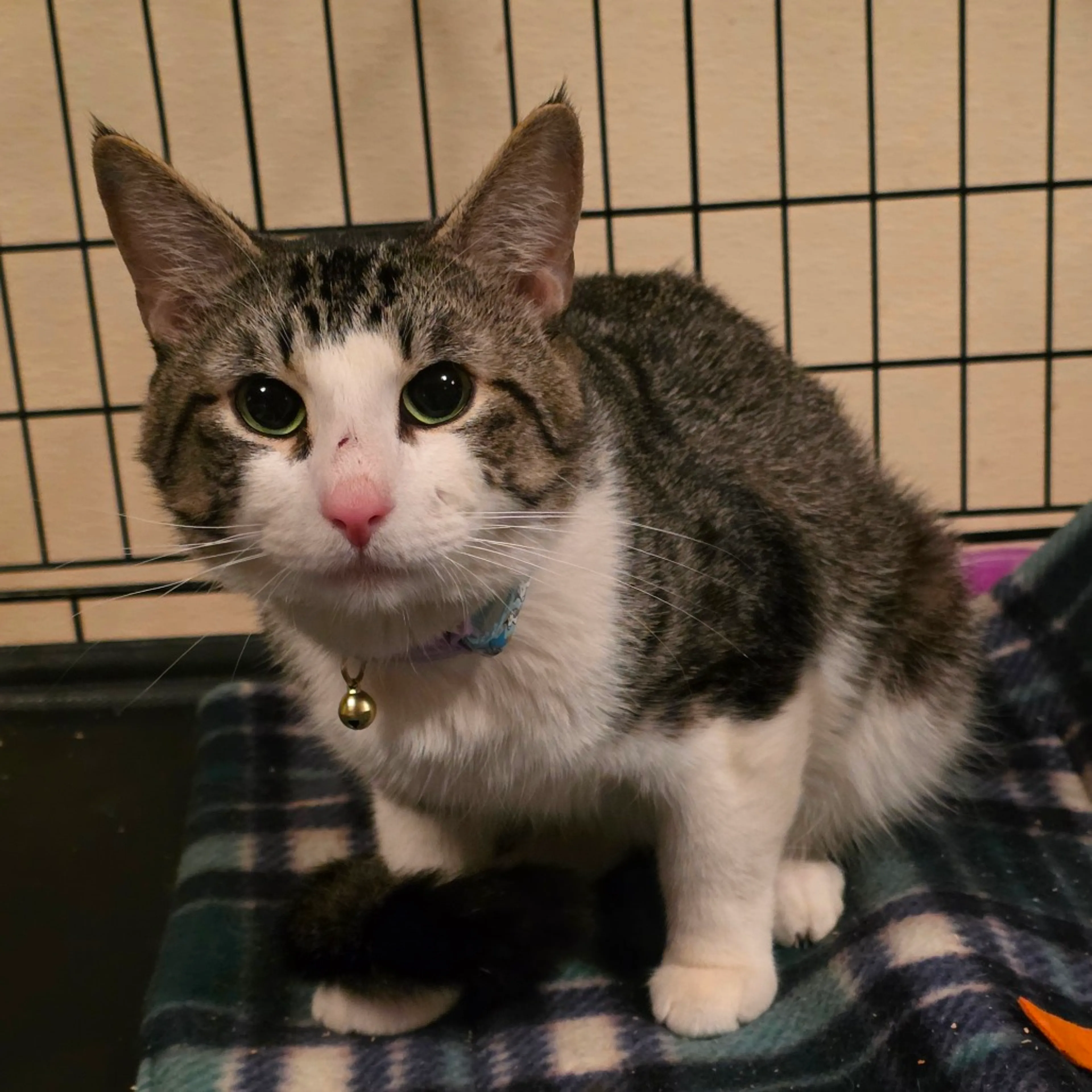 Found pet-1