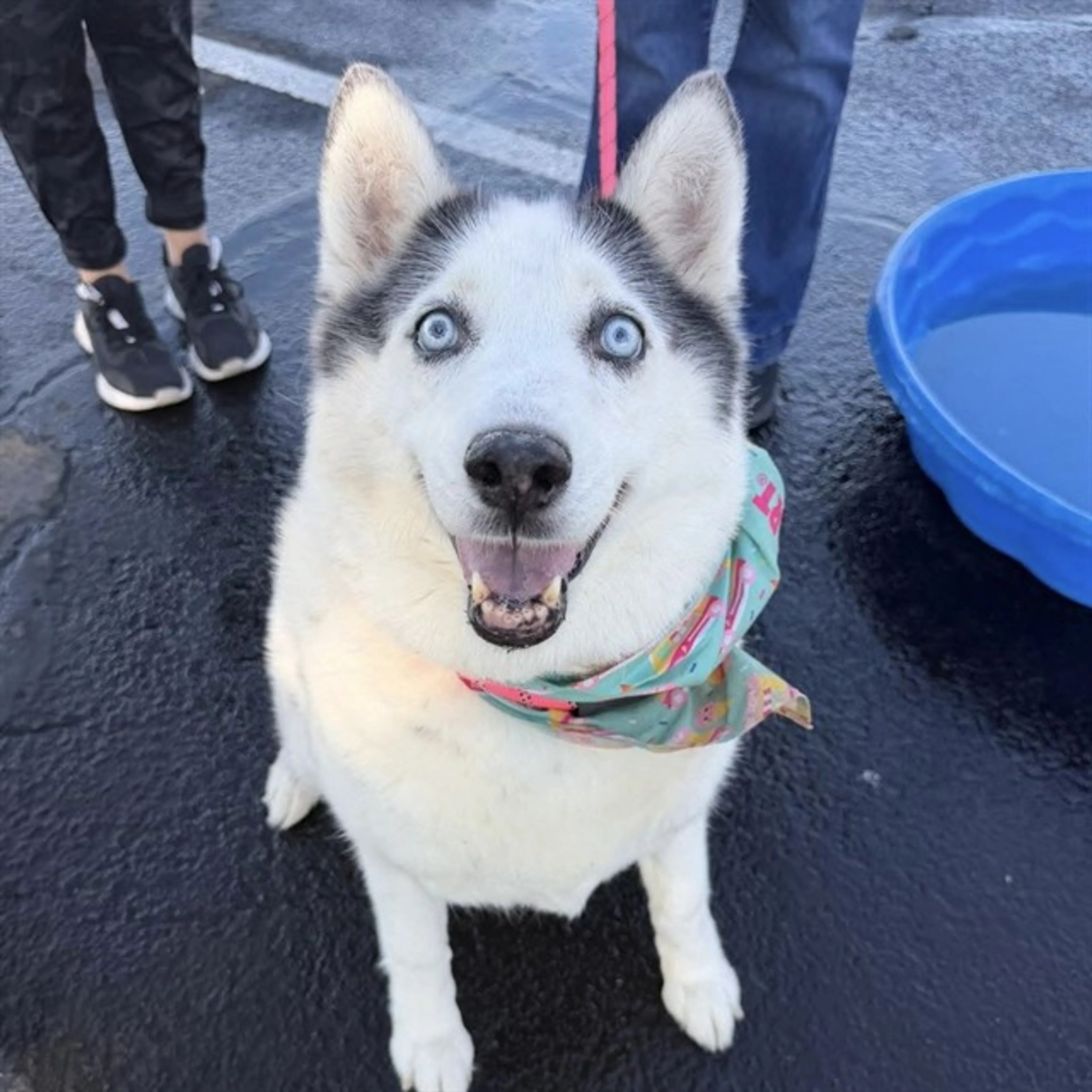 Found pet