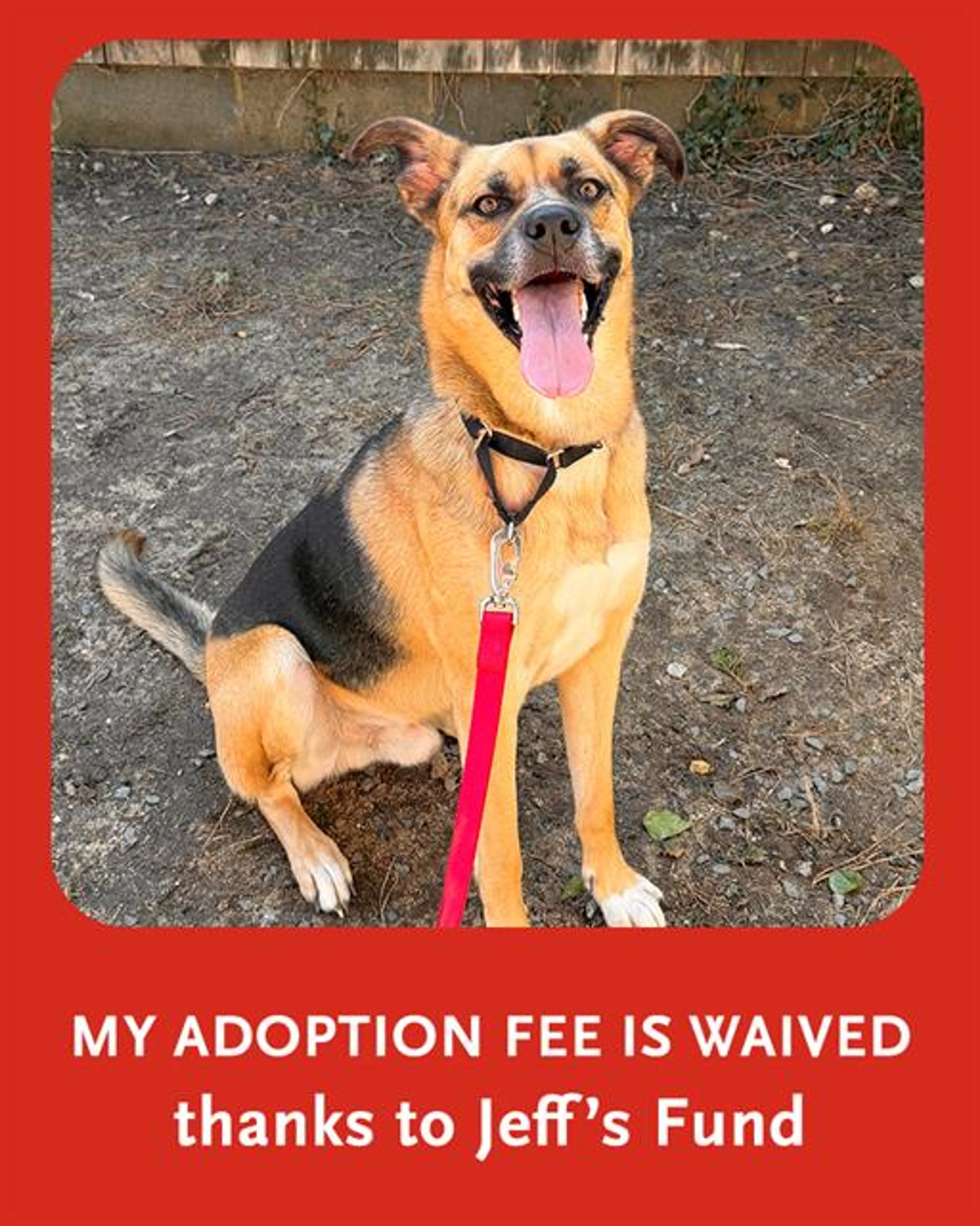 Found pet