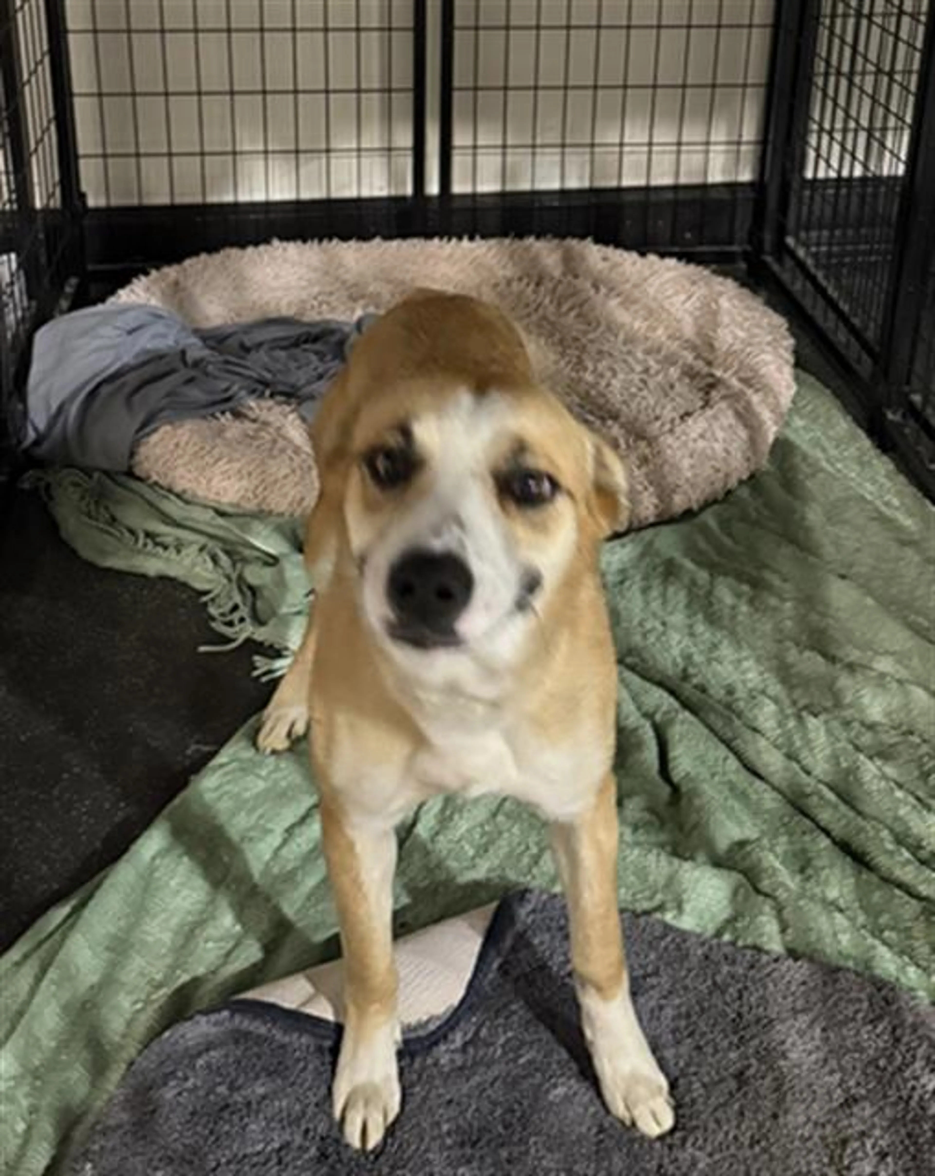 Found pet
