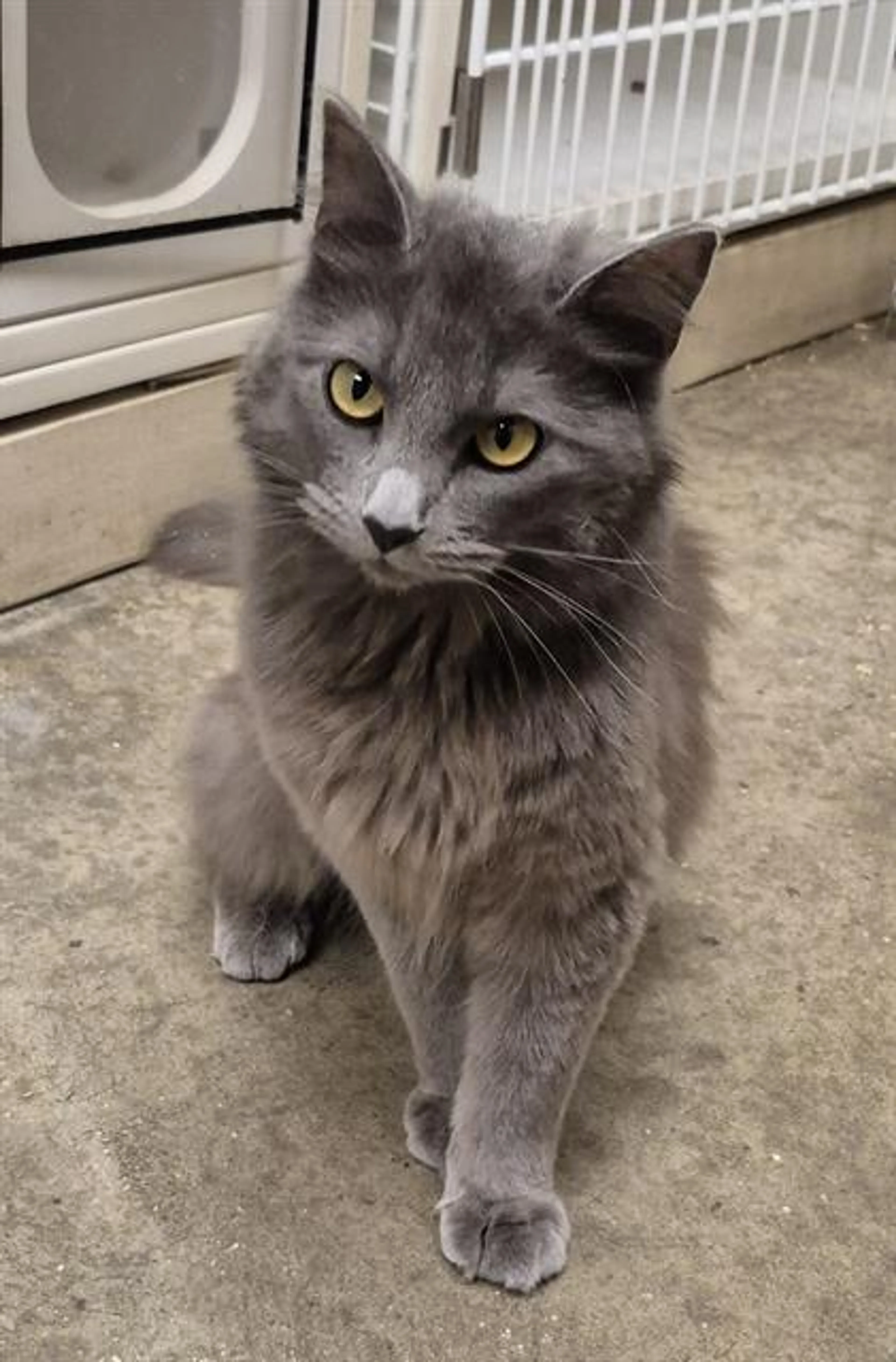 Found pet