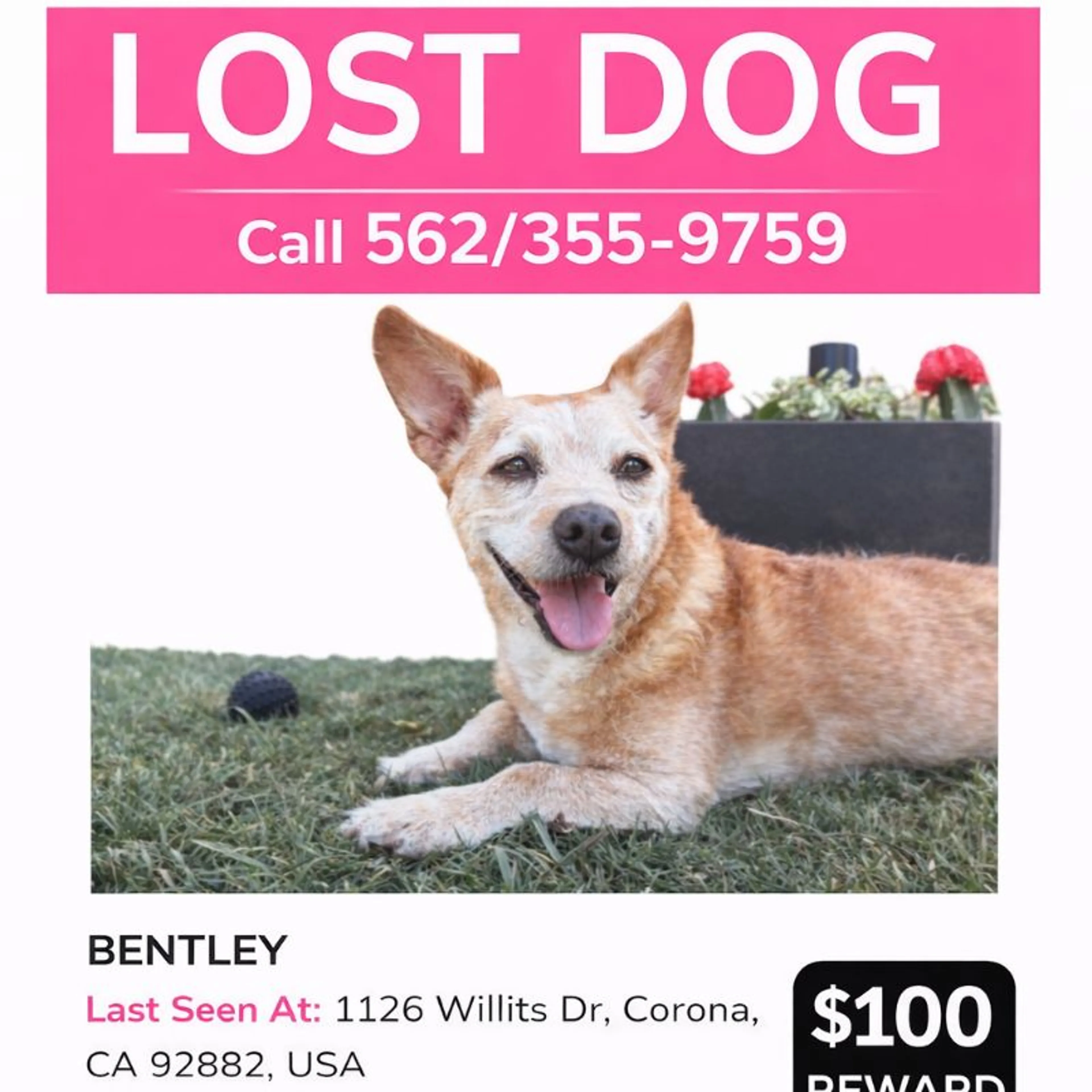 Lost pet
