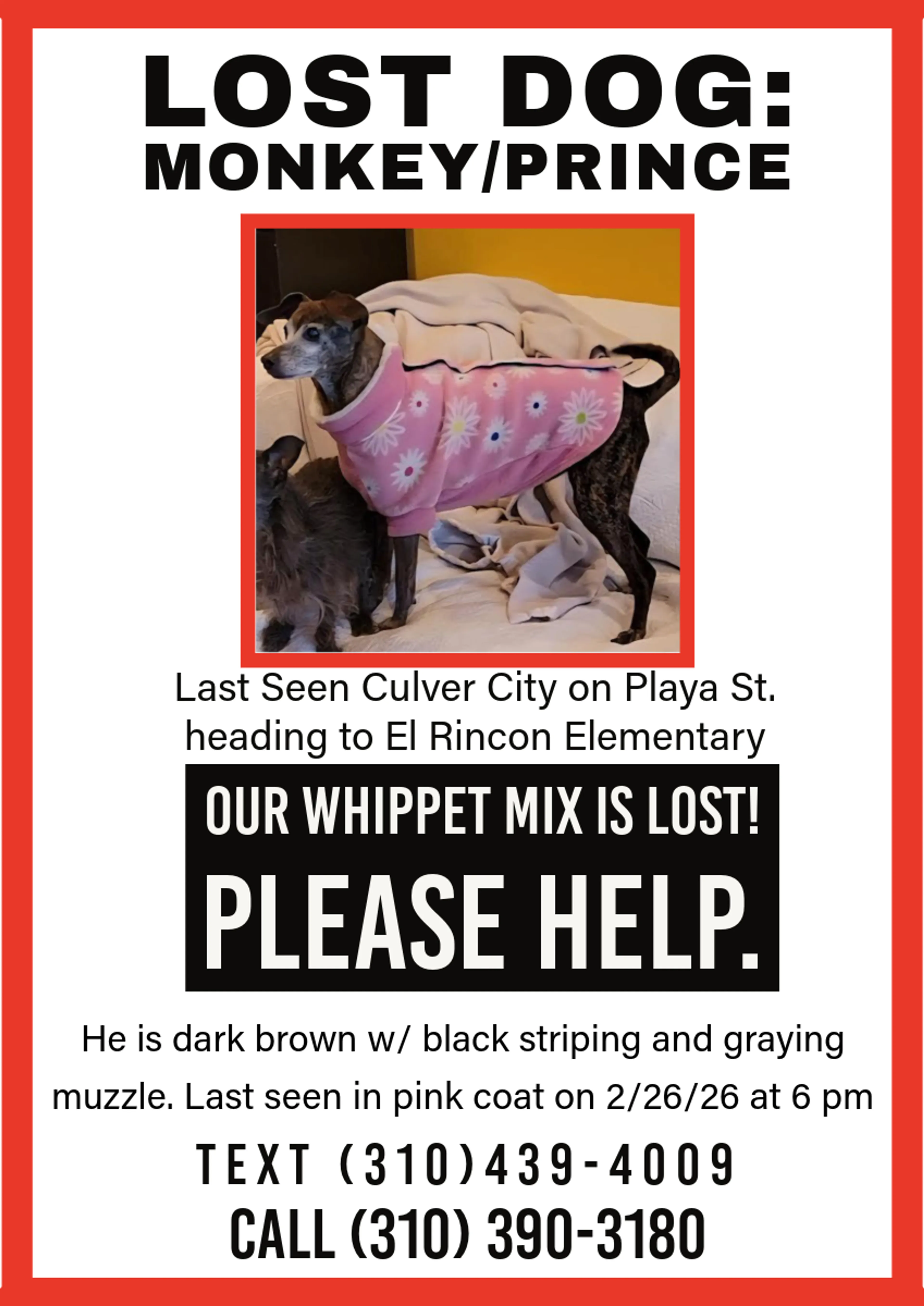 Lost pet