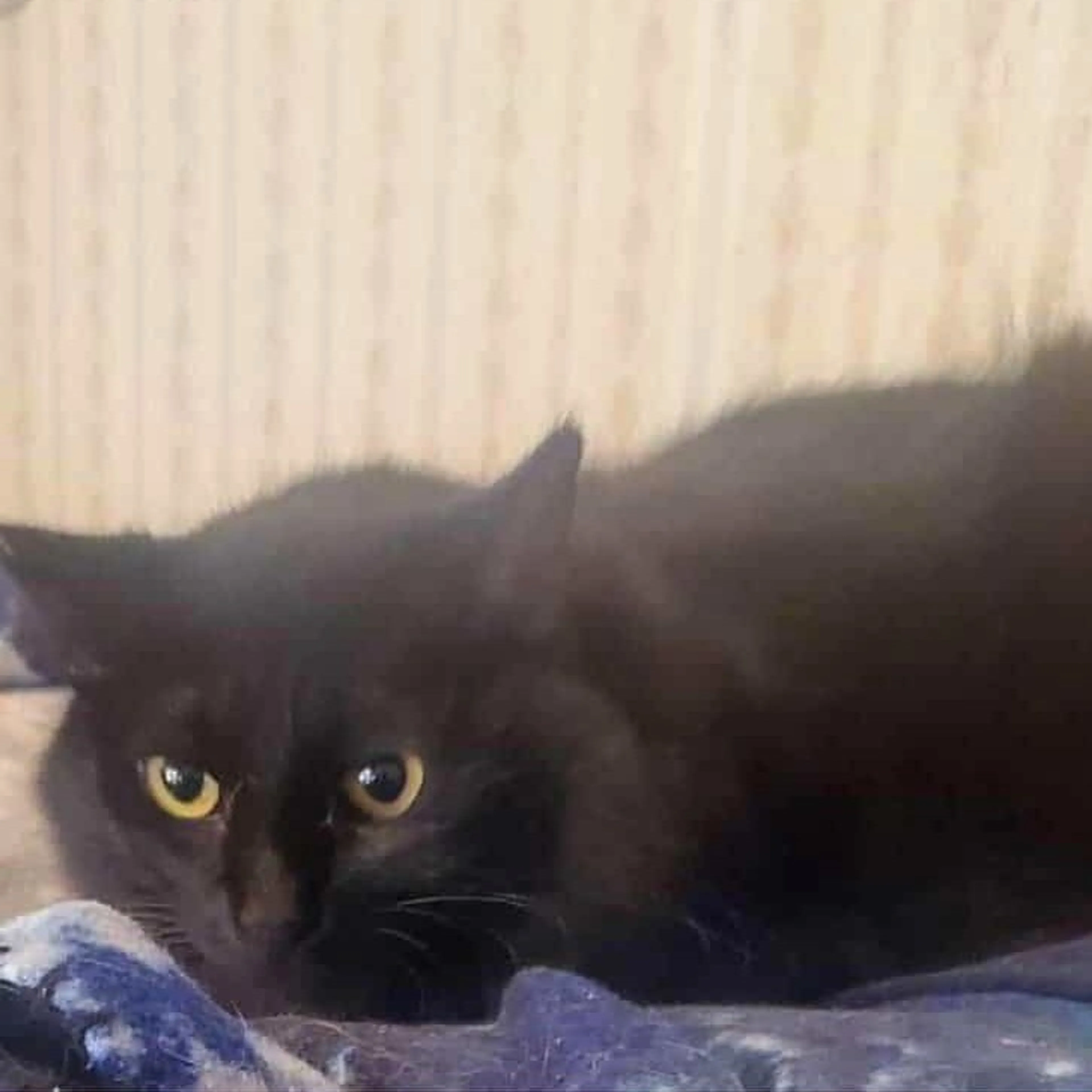 Found pet-1