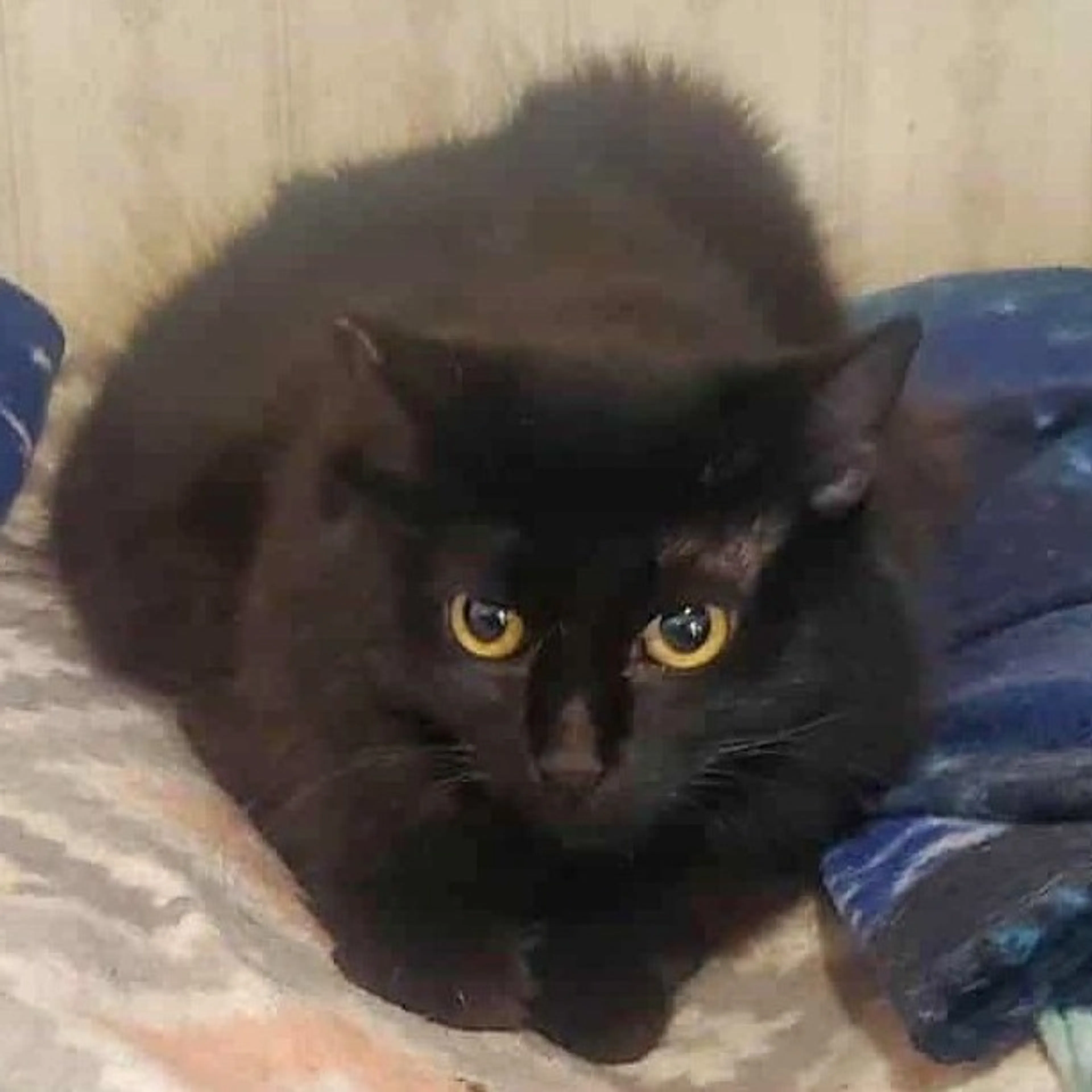 Found pet-0