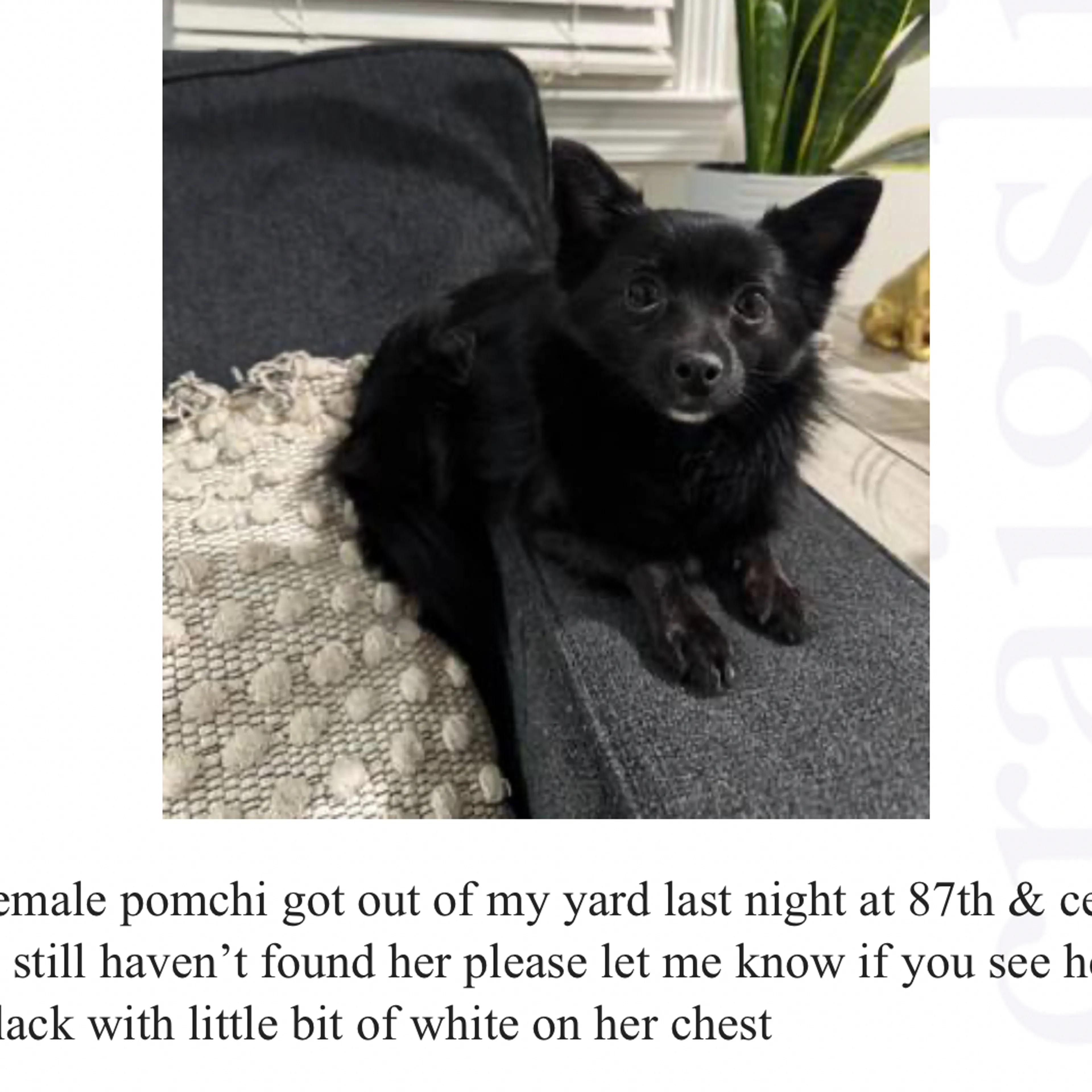Lost pet-3
