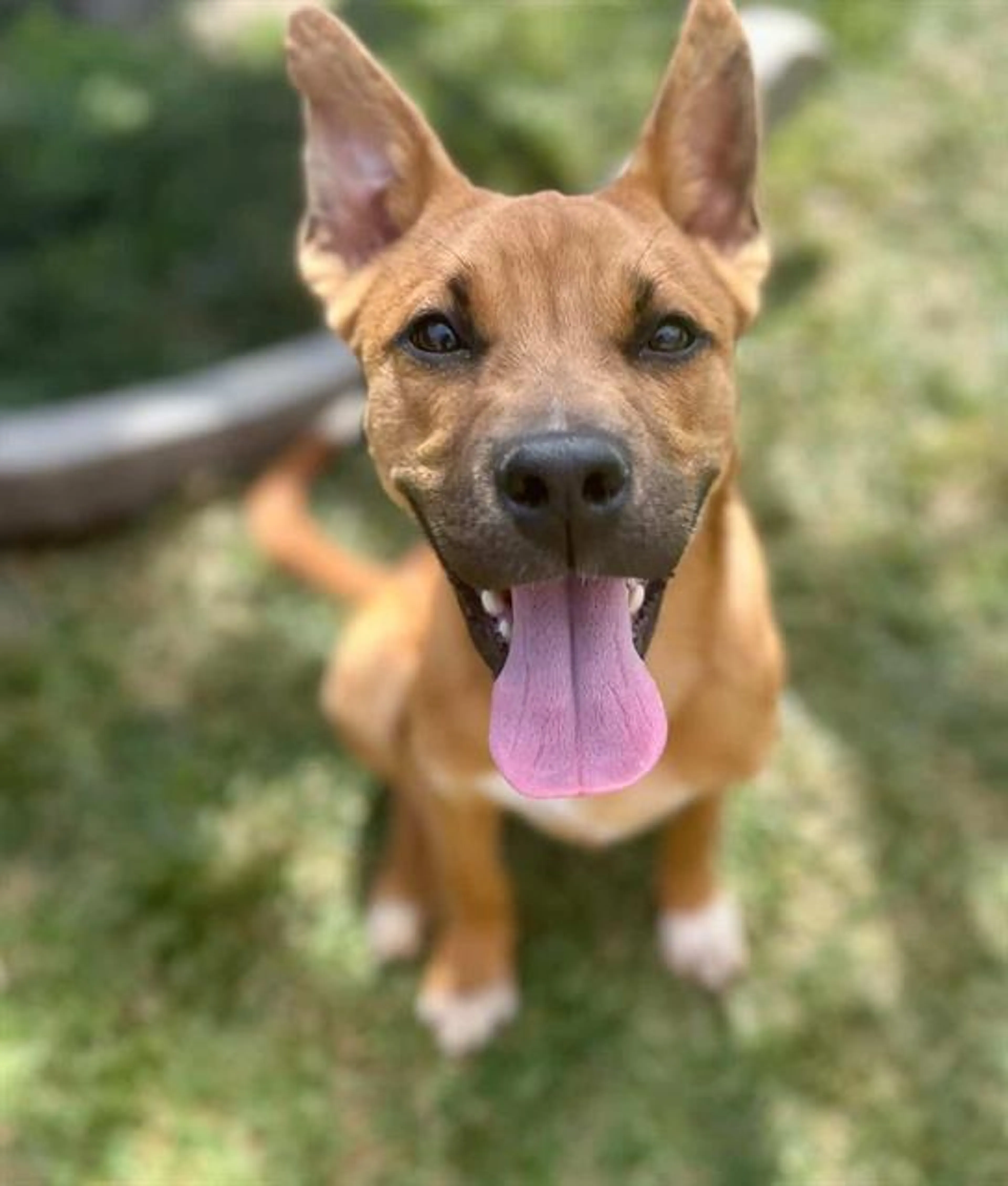 Found pet