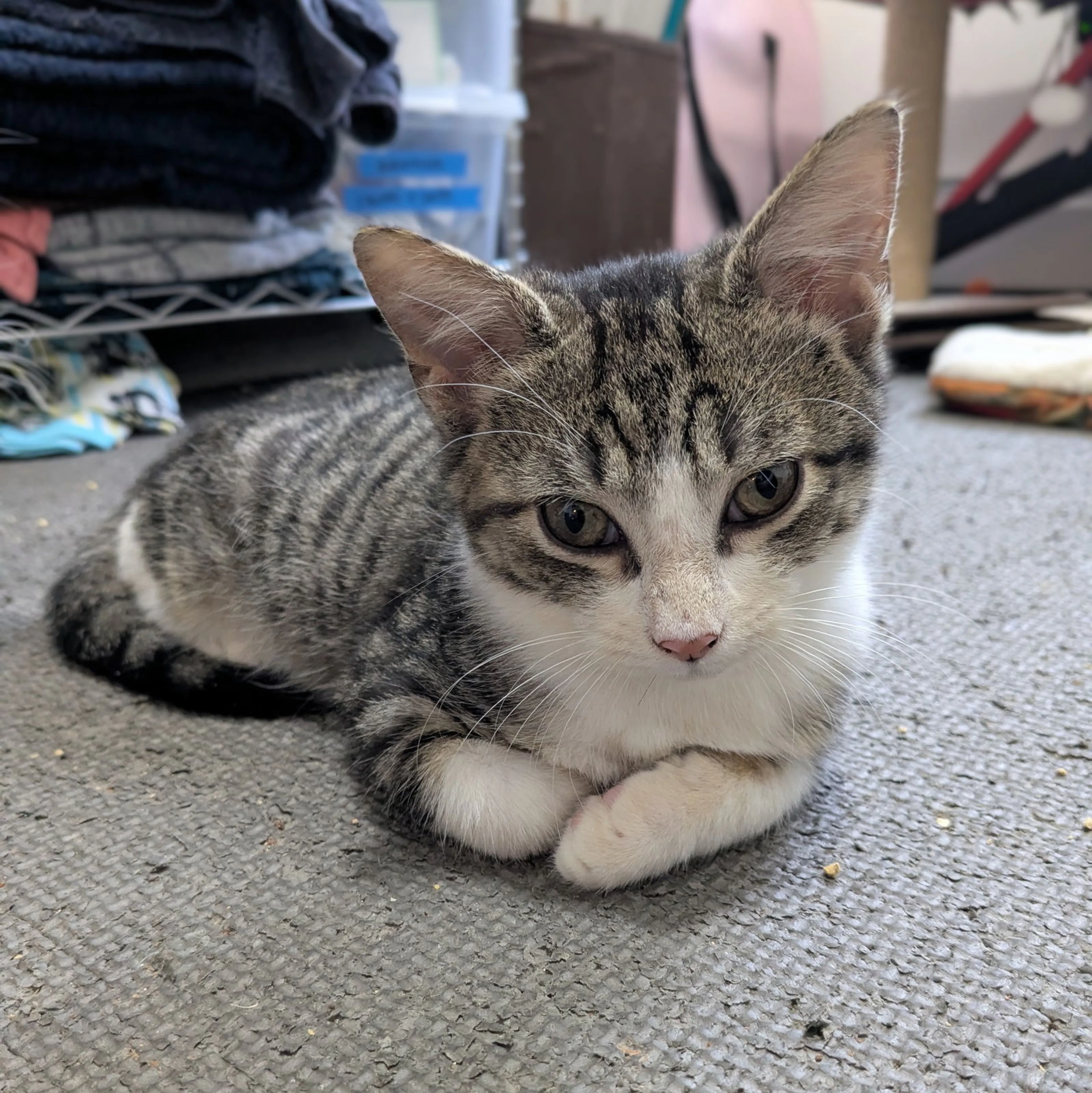 Found pet-6
